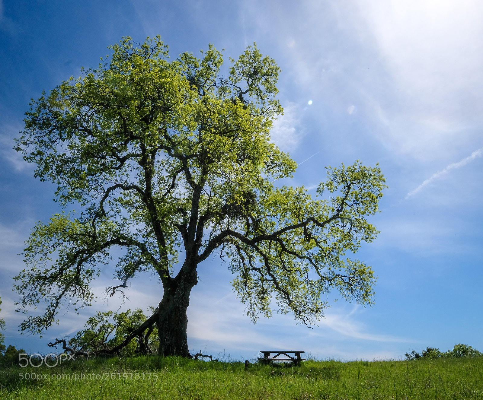 Fujifilm X-T20 sample photo. Joe coh photography