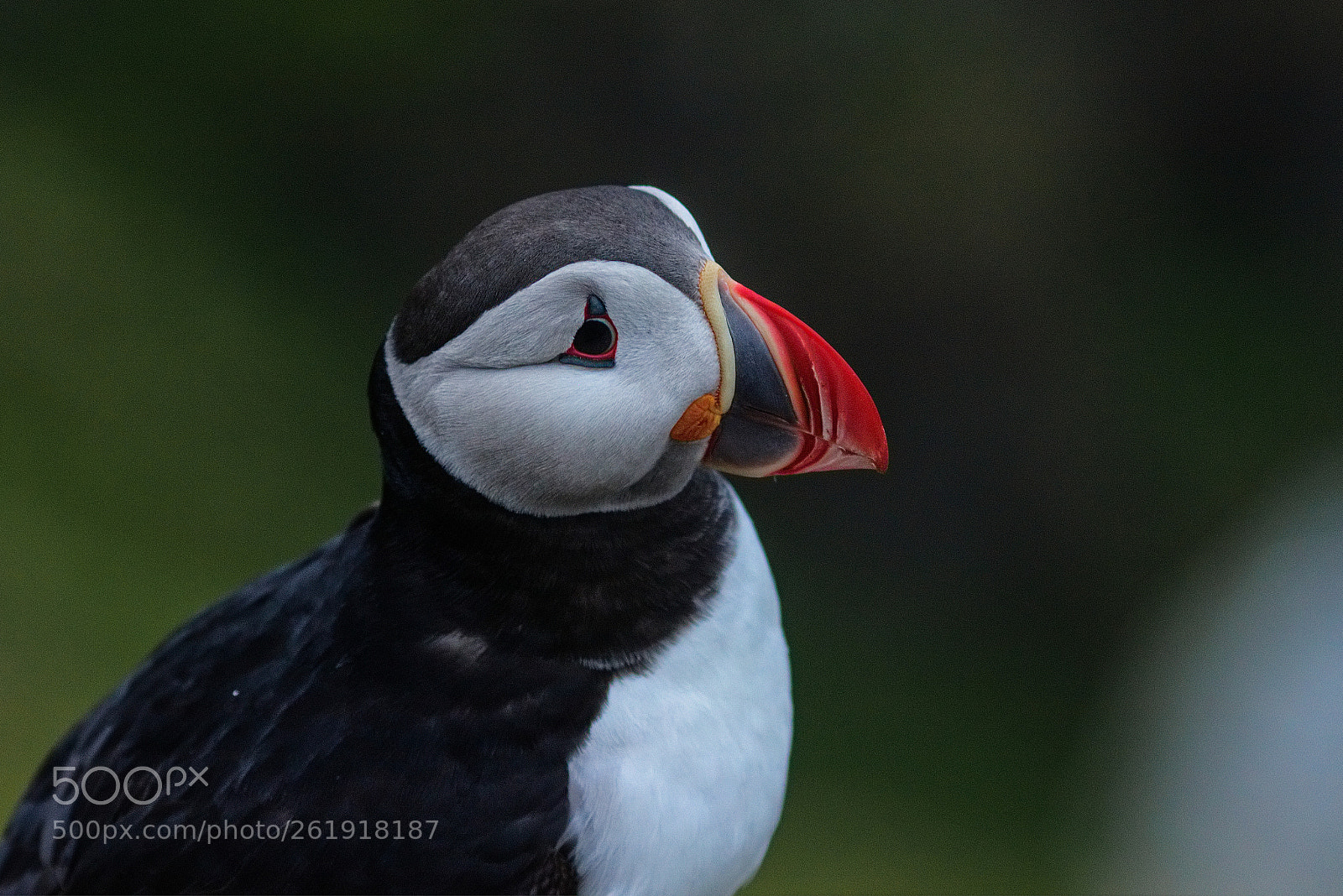 Canon EOS 80D sample photo. Lundefugl / fratercula arctica / puffin photography