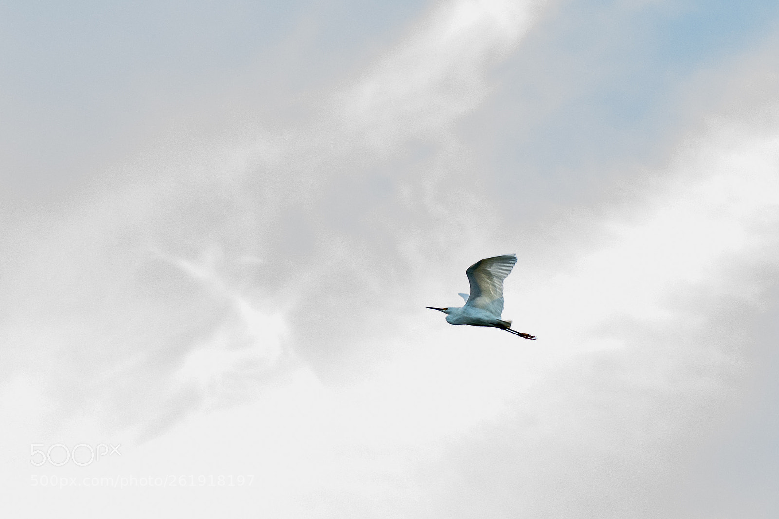Canon EOS 6D sample photo. Pelican photography