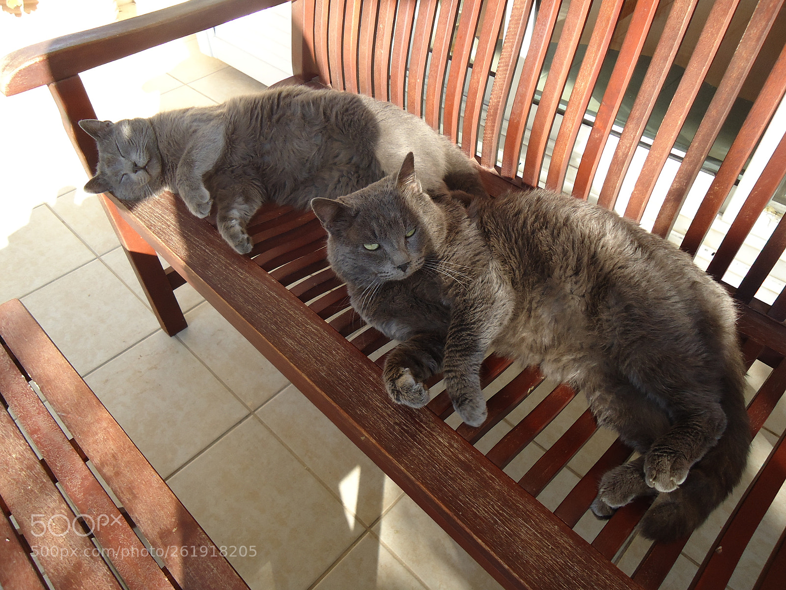Sony Cyber-shot DSC-W320 sample photo. Grey cats photography
