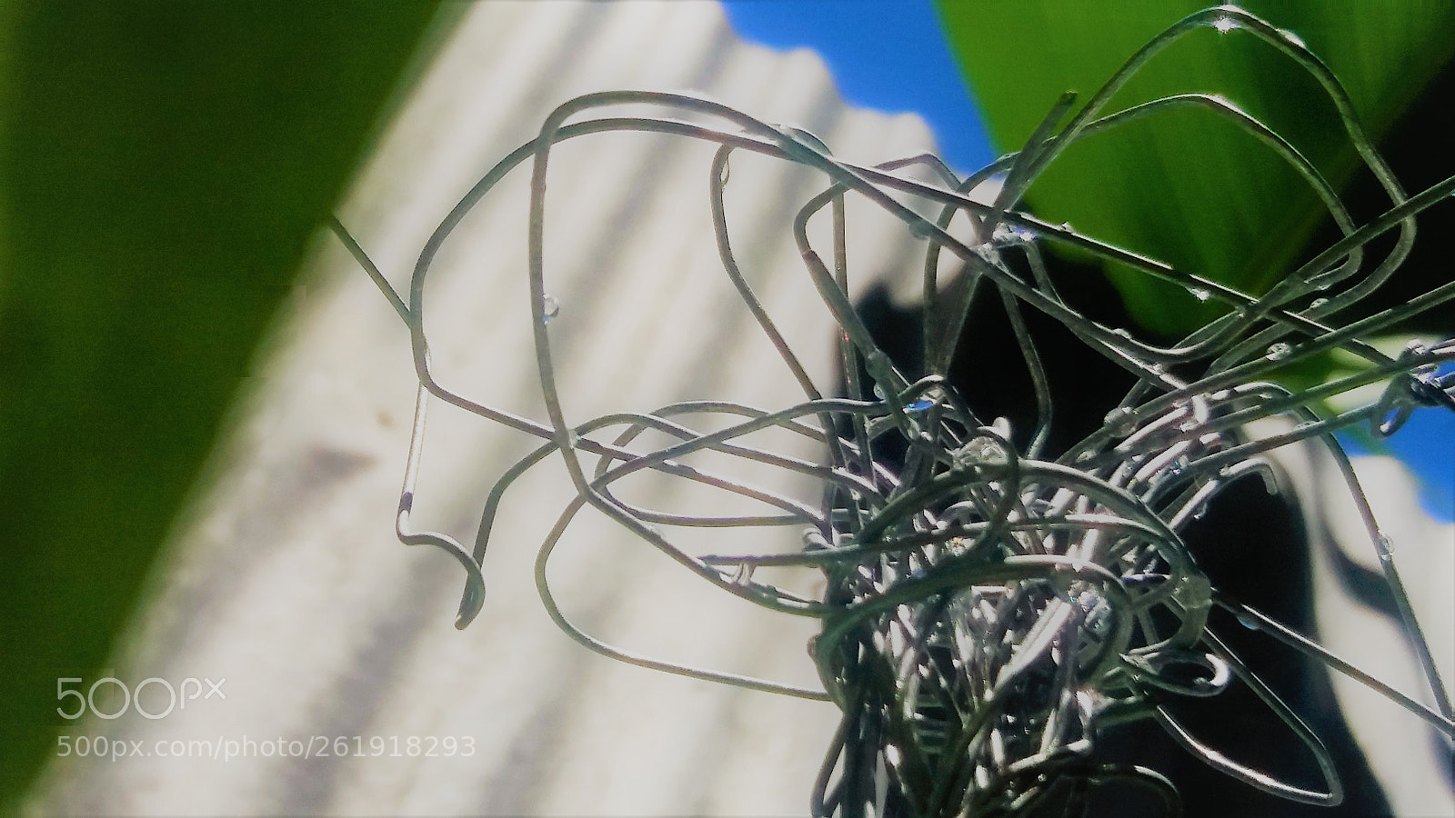 Samsung Galaxy J5 sample photo. Malique shorey metal rose photography