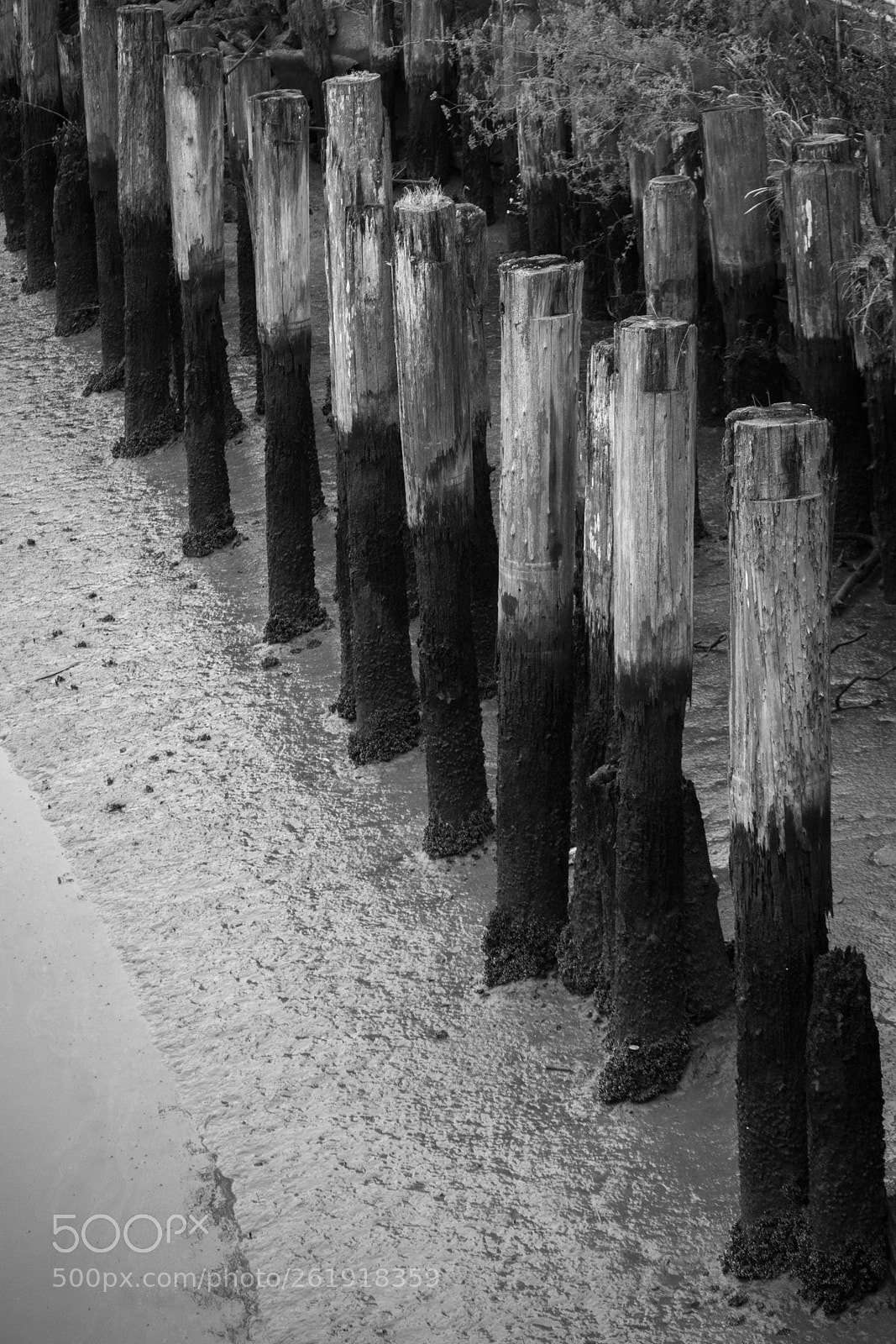 Canon EOS M6 sample photo. Petaluma river, low tide photography