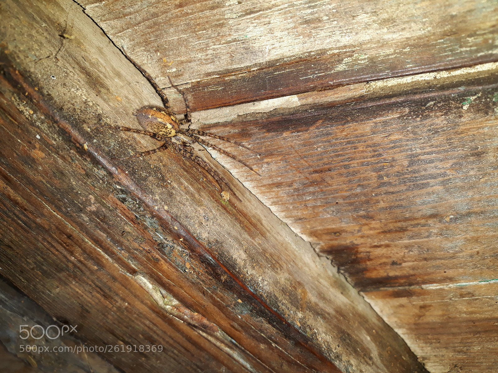 Samsung Galaxy J5 sample photo. Spider photography