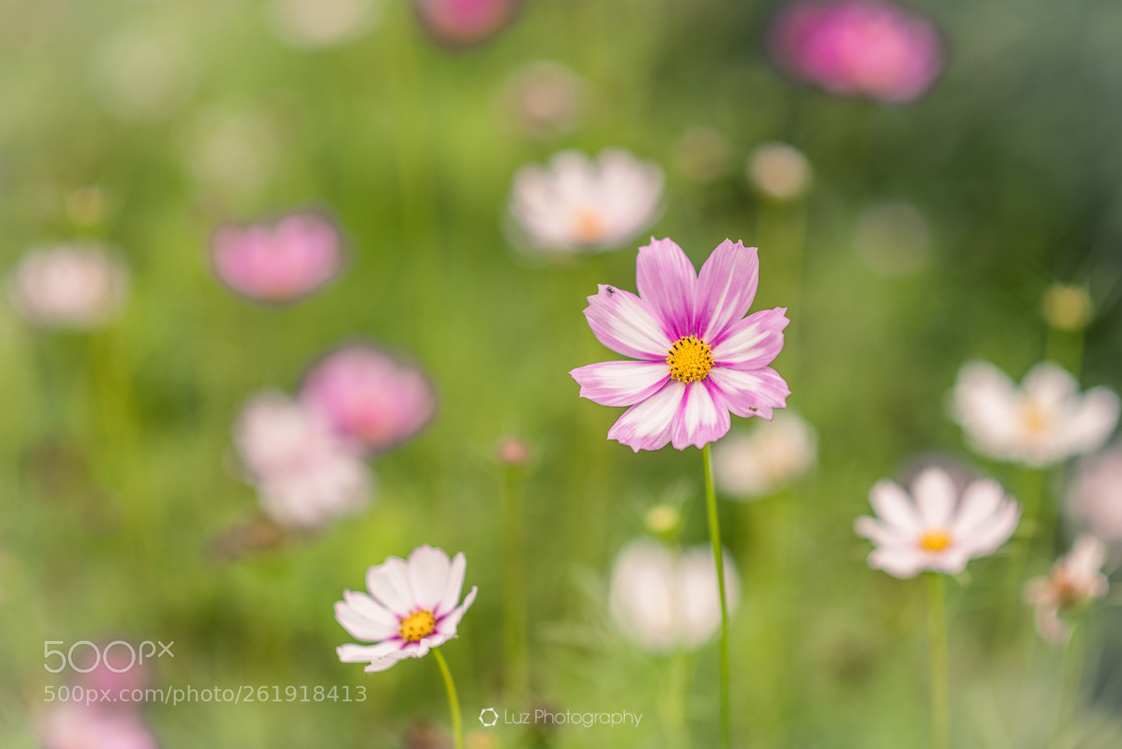 Nikon D810 sample photo. Light pink photography