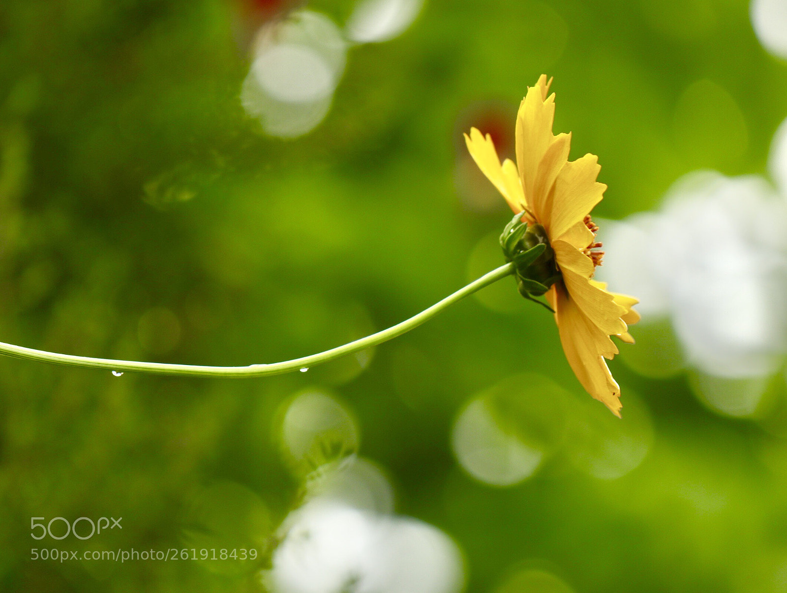 Canon EOS M5 sample photo. Flower ball blur photography