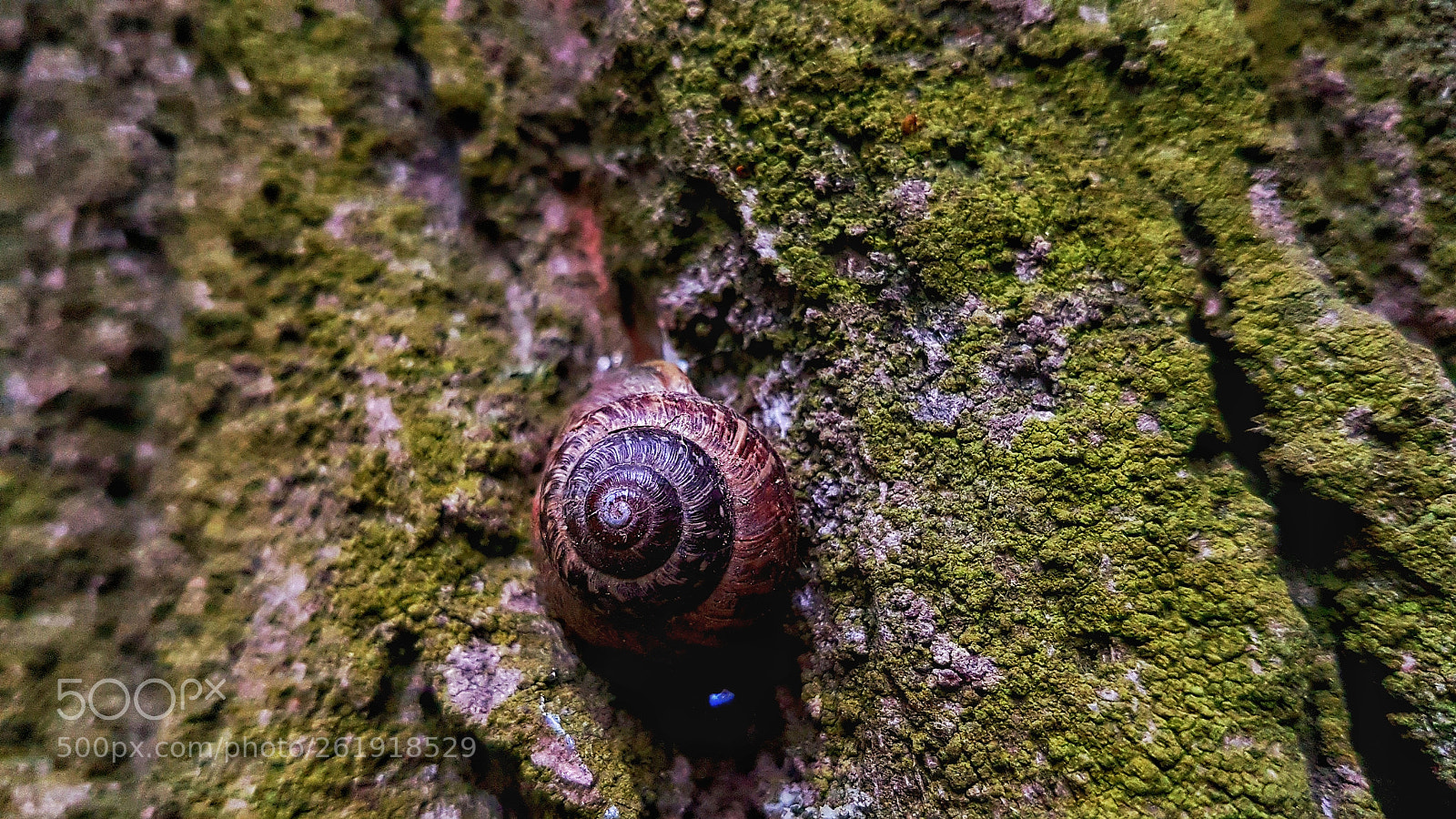 Samsung Galaxy S7 Edge sample photo. Sleeping beauty photography