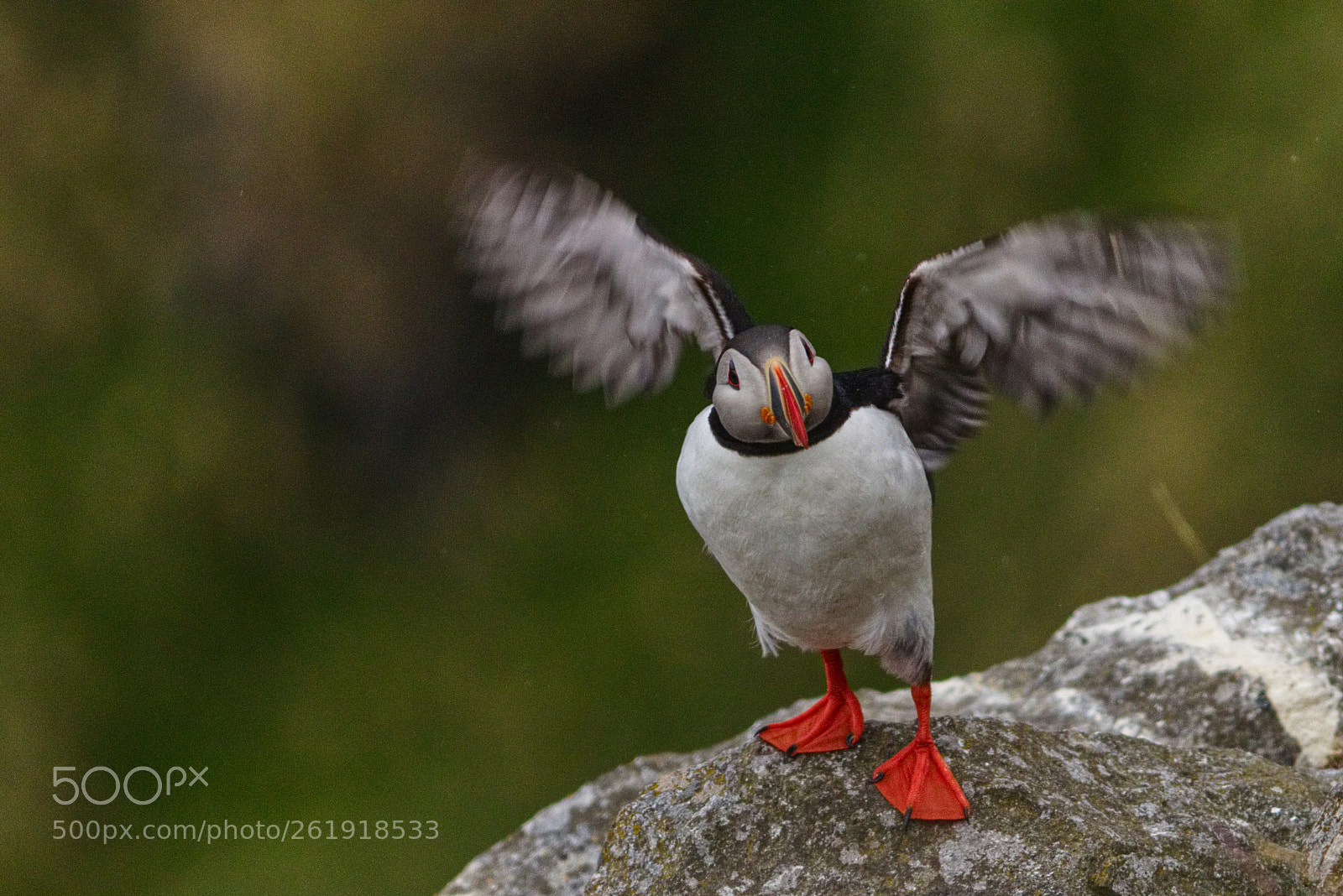Canon EOS 80D sample photo. Lundefugl / fratercula arctica / puffin photography