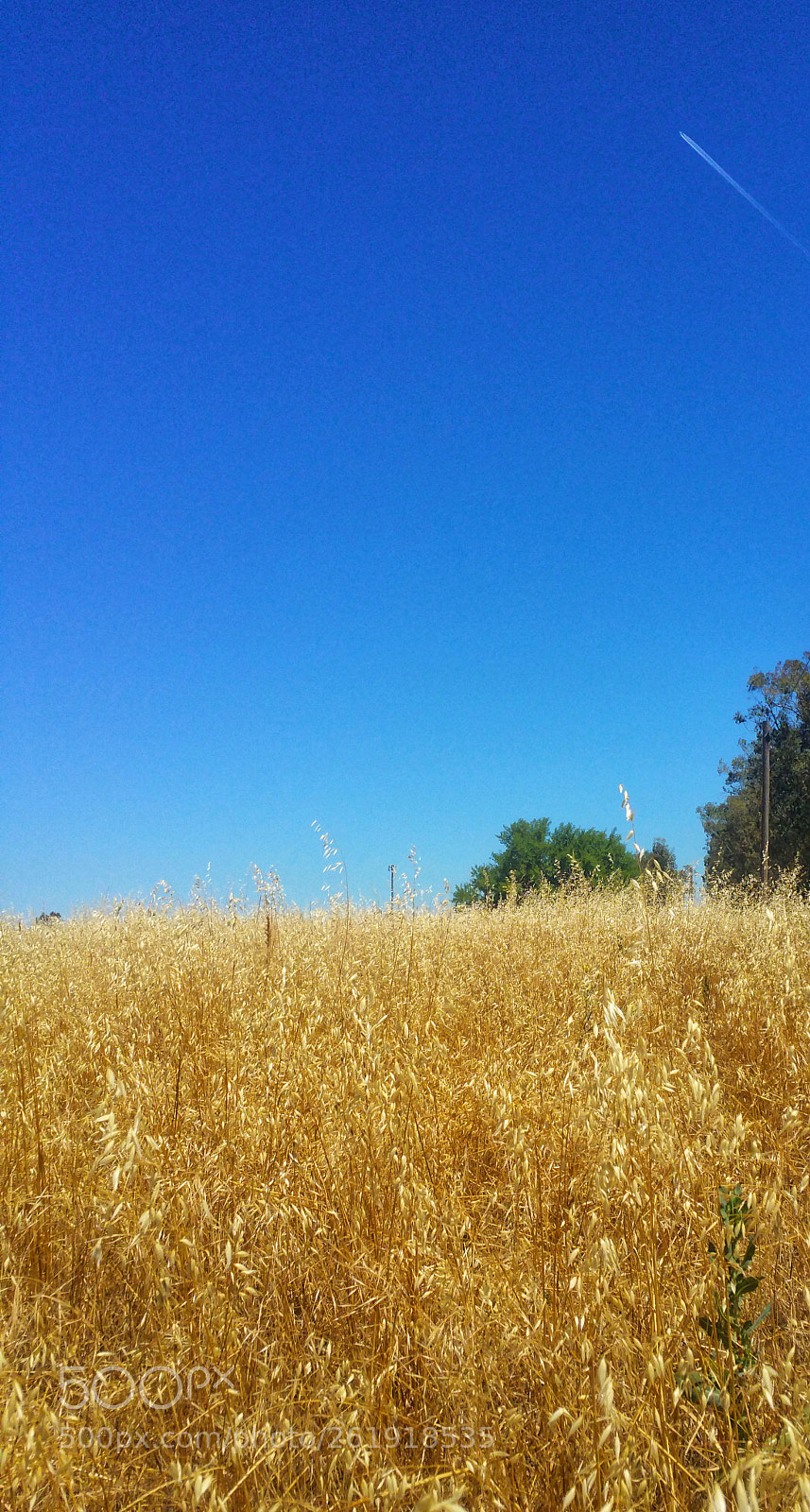 Samsung Galaxy Note4 sample photo. Golden field against a photography