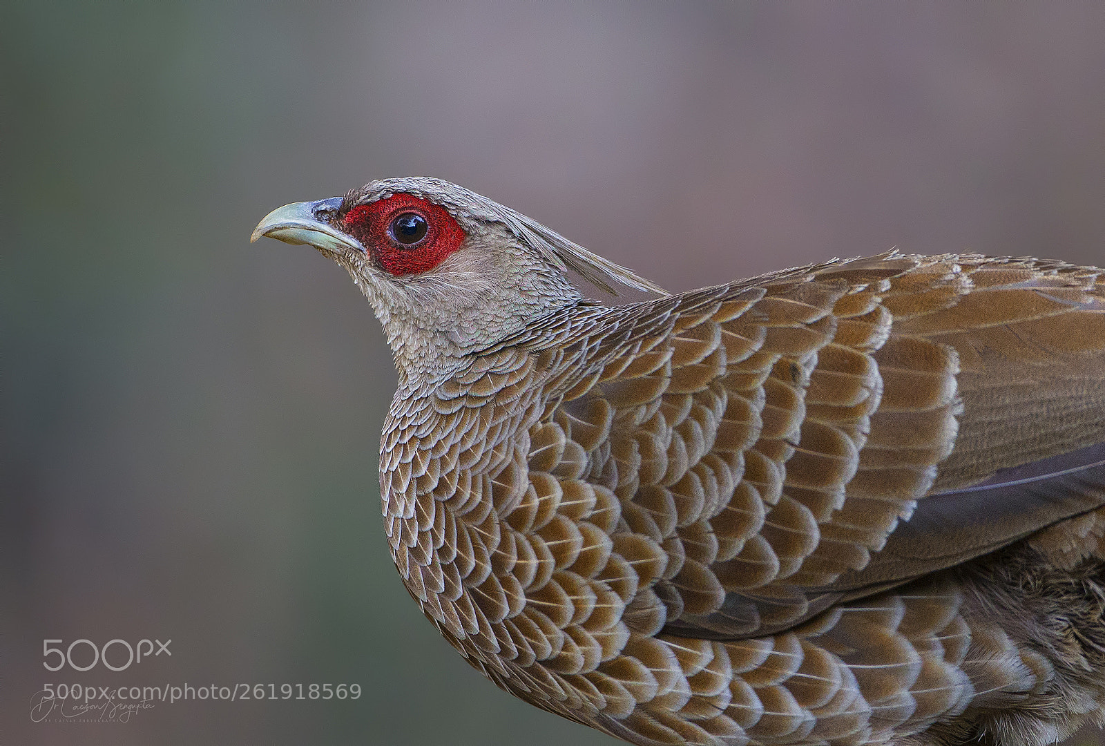 Canon EOS-1D X sample photo. Kalij pheasant female photography