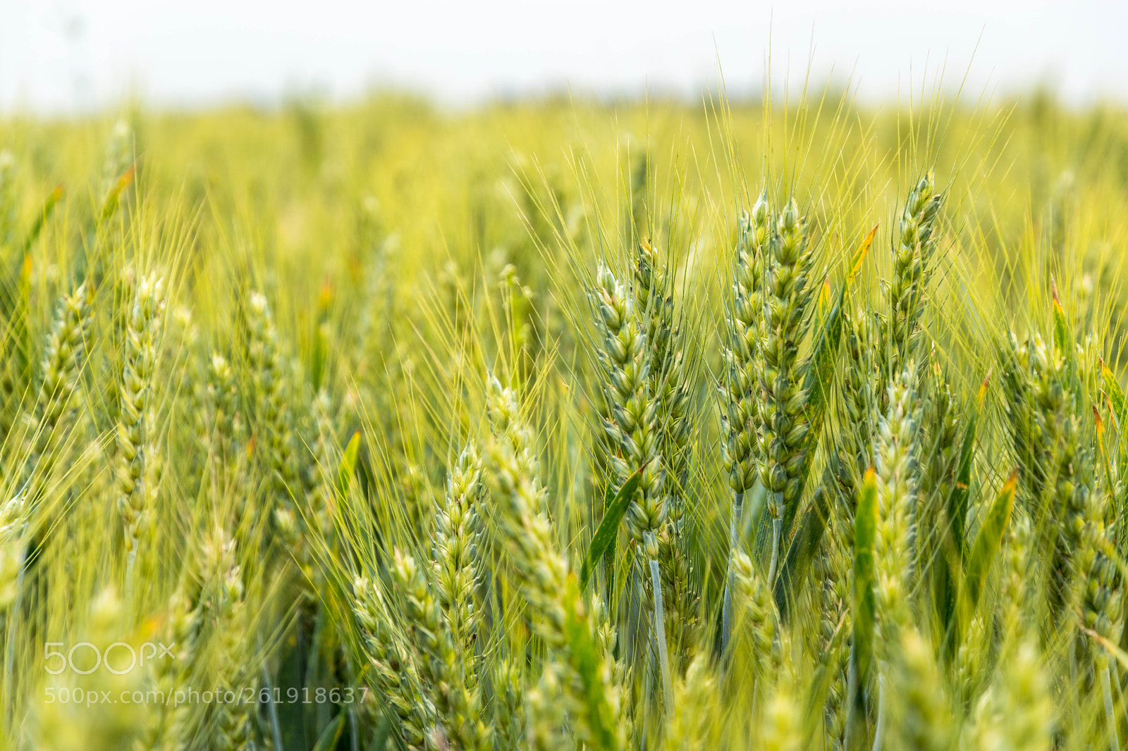 Nikon D5500 sample photo. Epi c'est tout photography