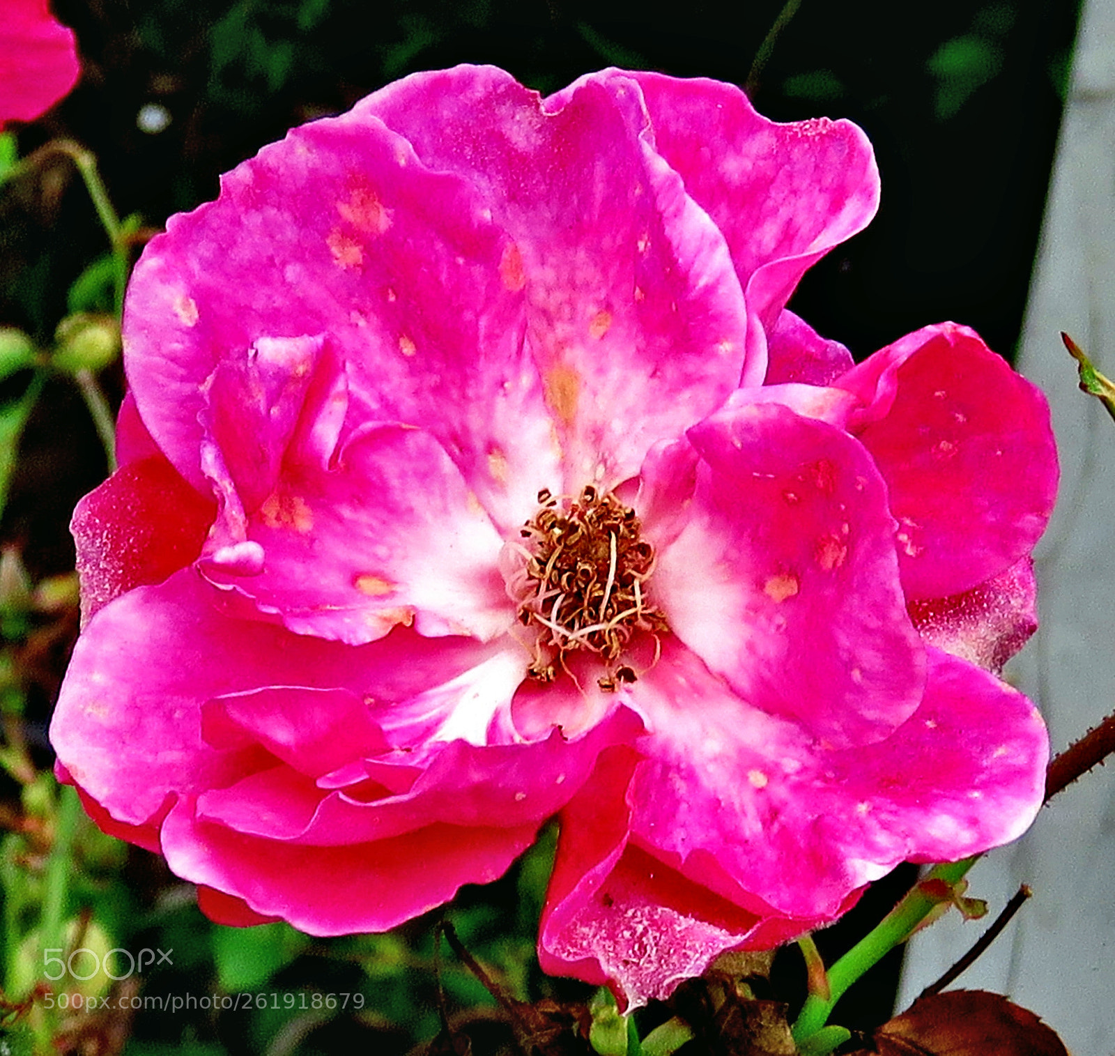 3.8 - 247.0 mm sample photo. A pink flower in photography