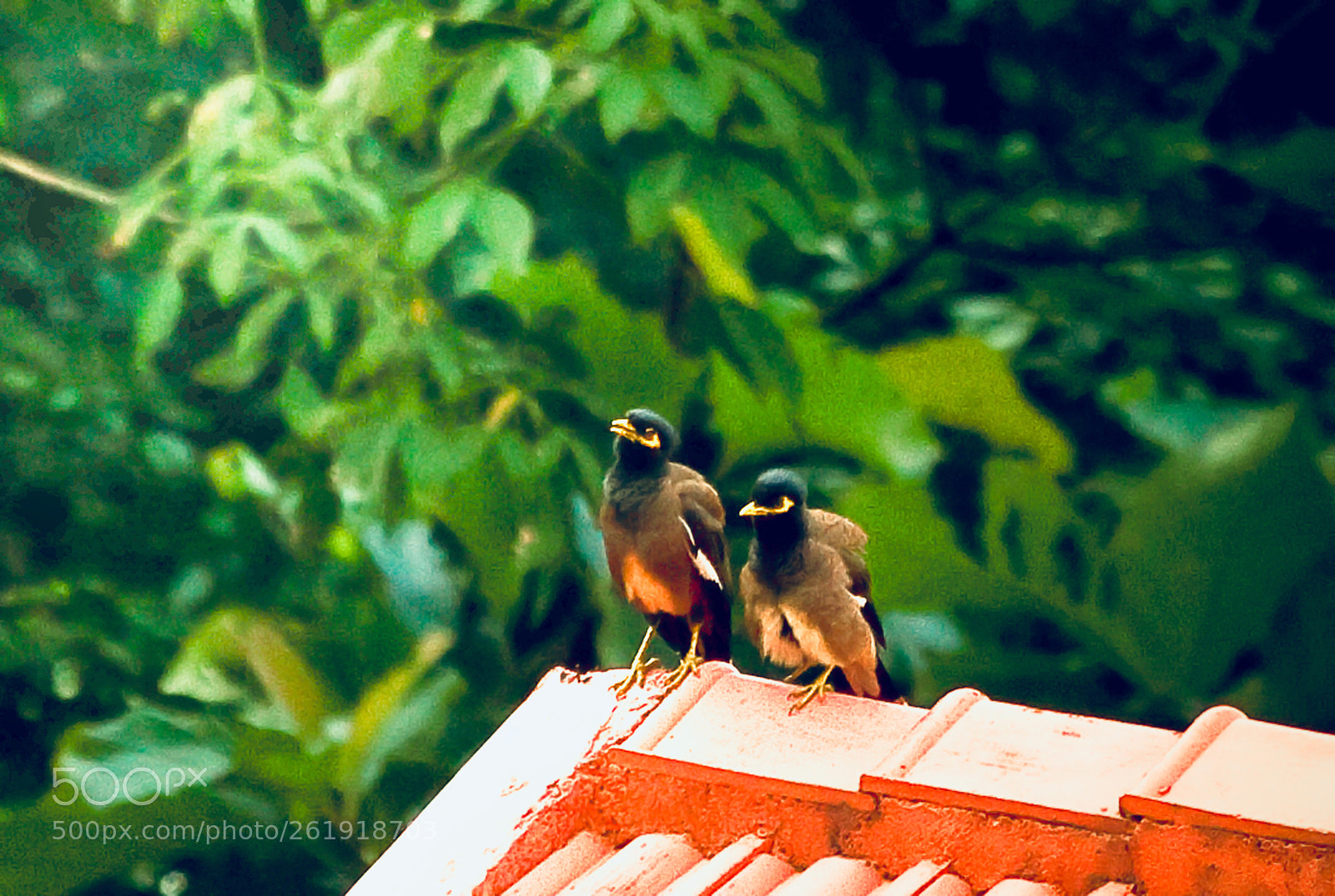 Canon EOS 5D Mark II sample photo. Indian mynah photography