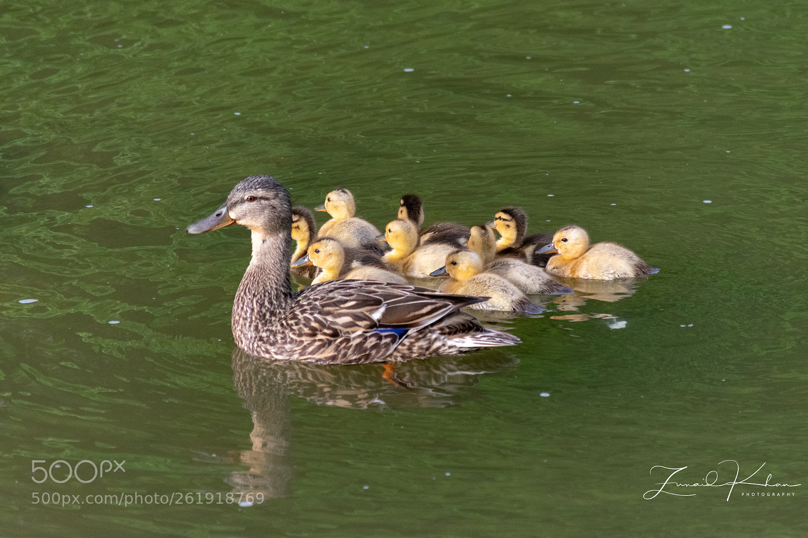 Nikon D3400 sample photo. Mallard and ducklings  photography