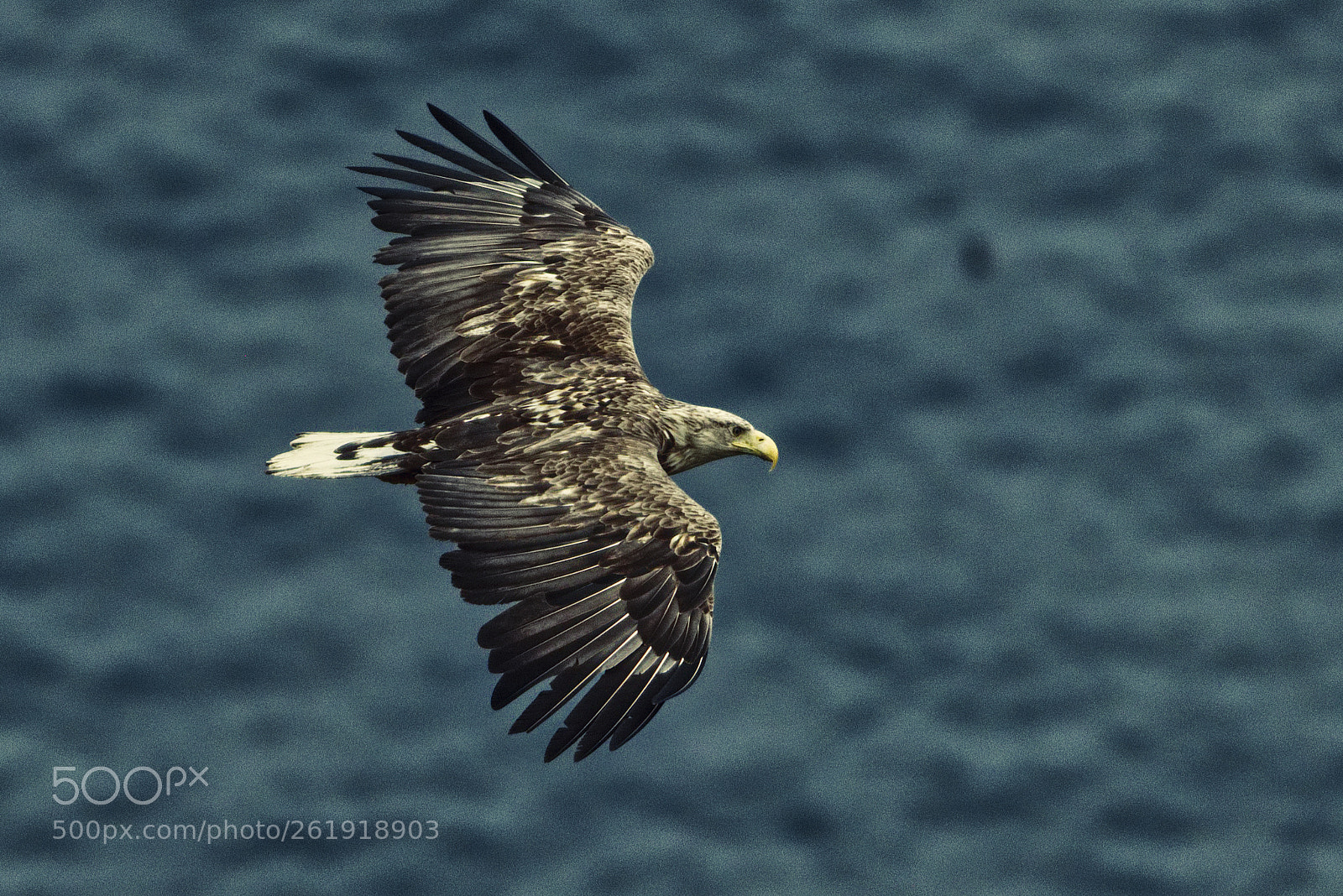 Canon EOS 80D sample photo. Hav rn sea eagle photography
