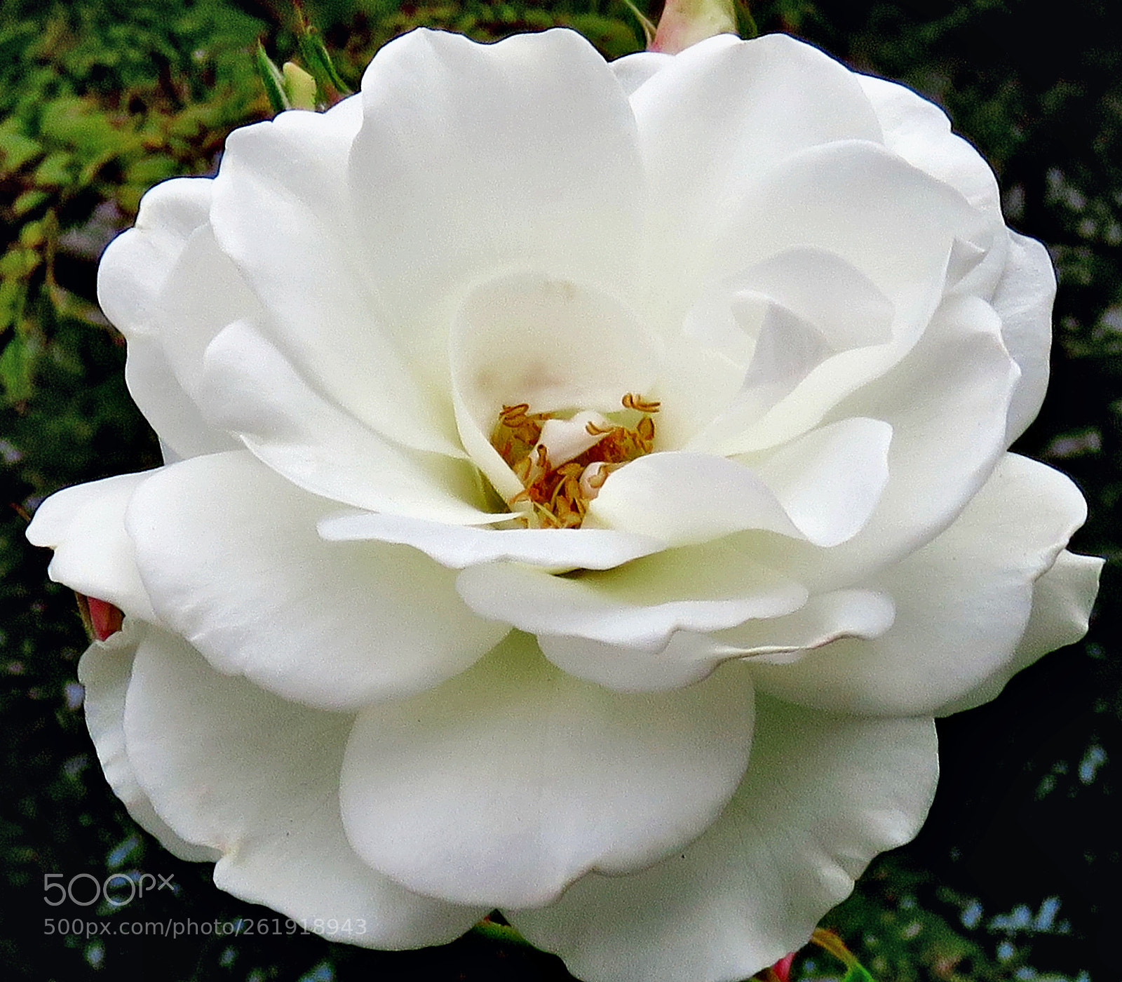 Canon PowerShot SX60 HS + 3.8 - 247.0 mm sample photo. A white carnation flower photography