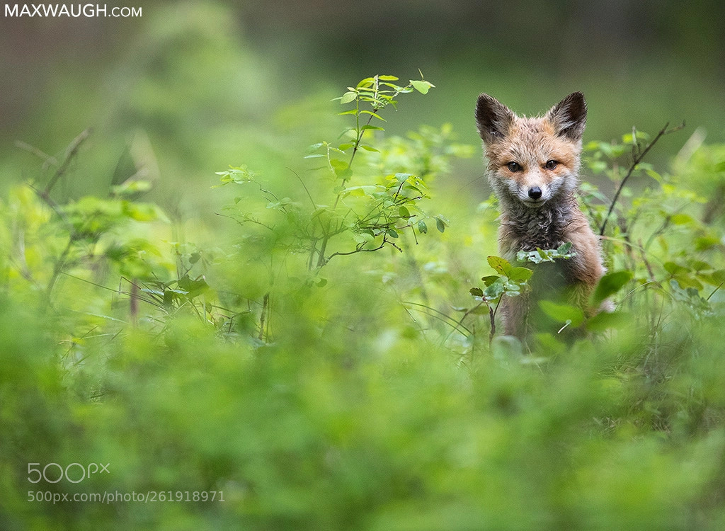 Canon EOS-1D X Mark II sample photo. Red fox kit photography