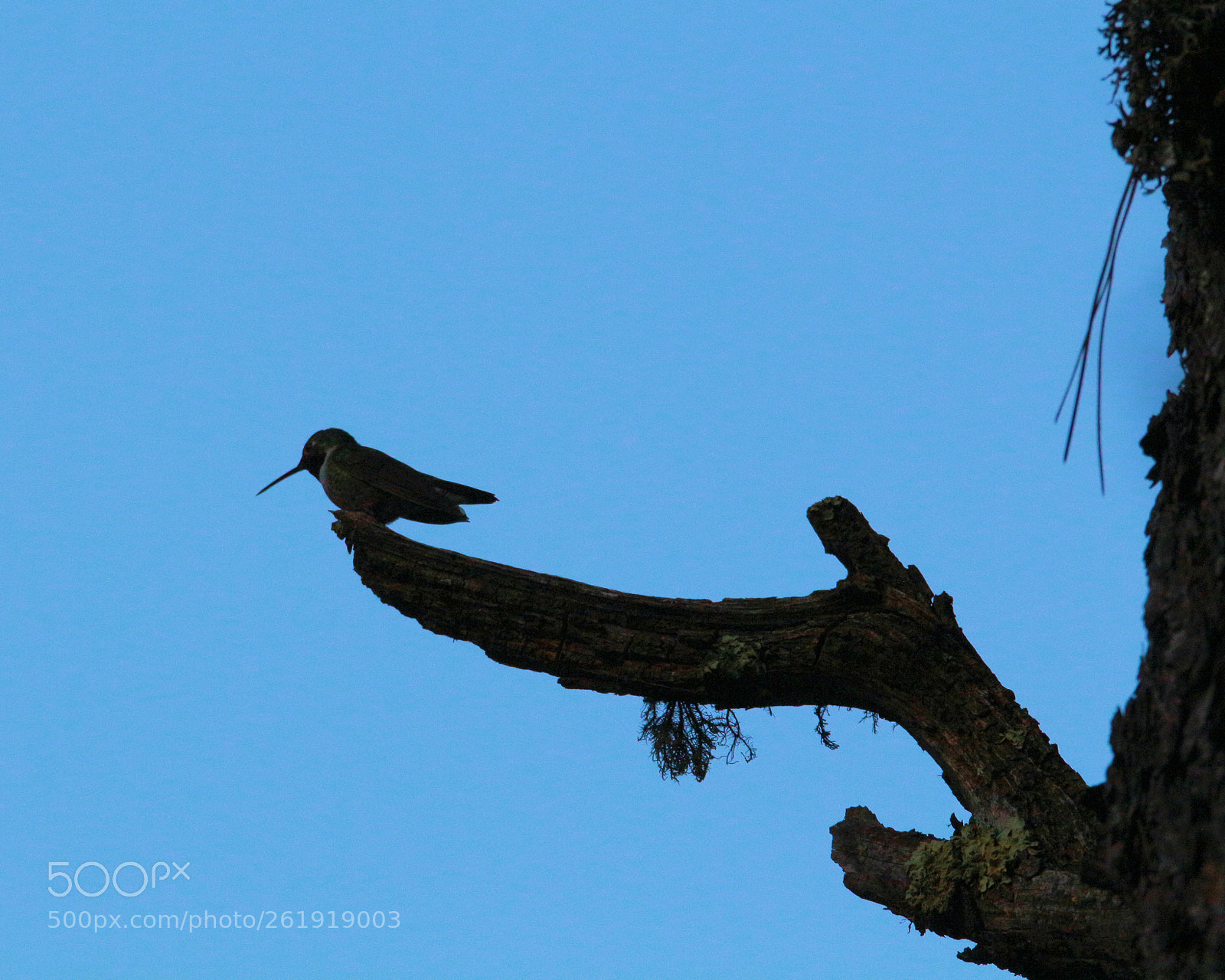 Canon EOS 700D (EOS Rebel T5i / EOS Kiss X7i) sample photo. Evening contemplation photography