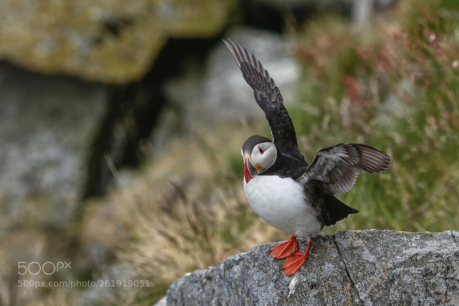 Canon EOS 80D sample photo. Lundefugl / fratercula arctica / puffin photography