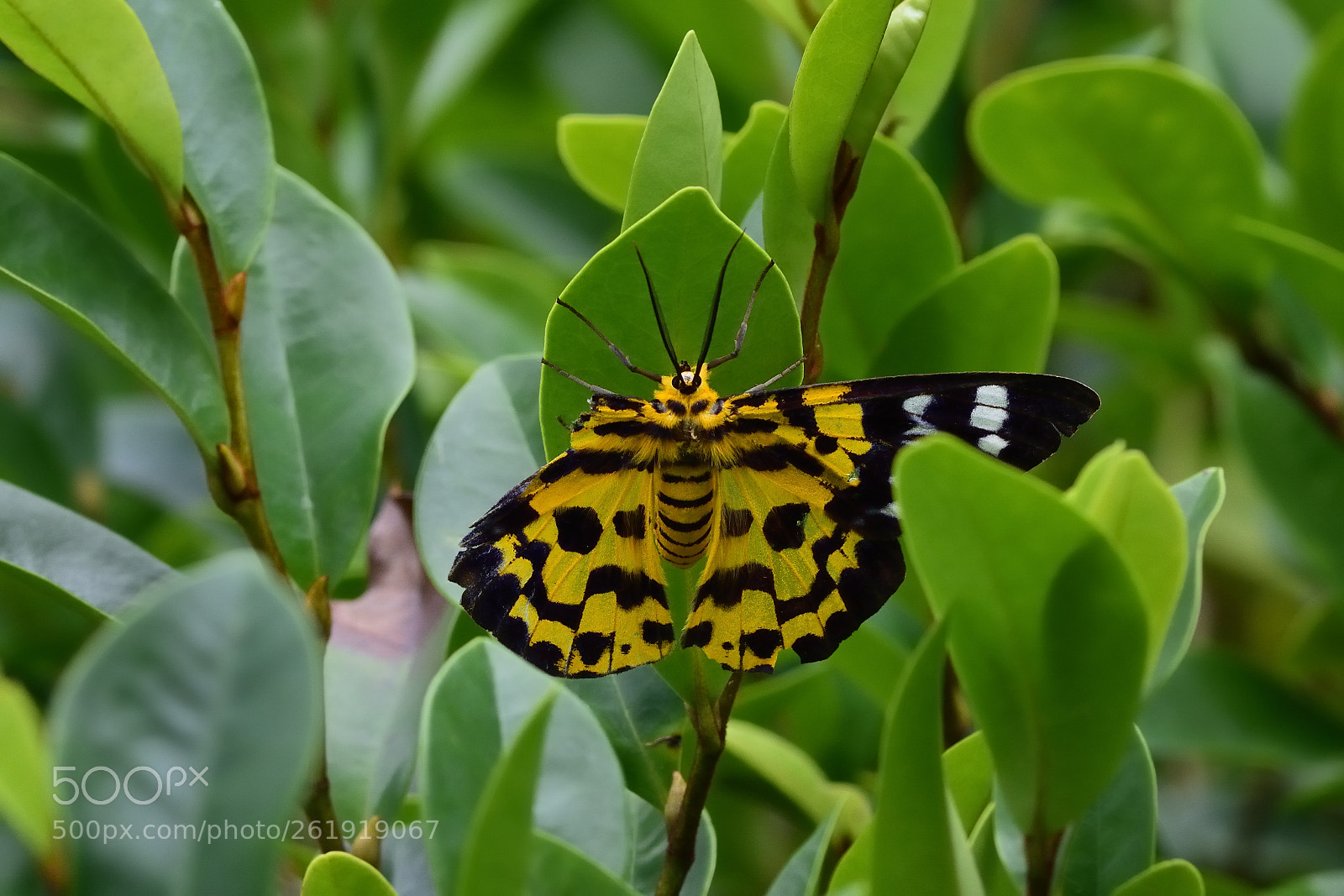 Nikon D7200 + Nikon AF-S Nikkor 300mm F4D ED-IF sample photo. Broken wing photography