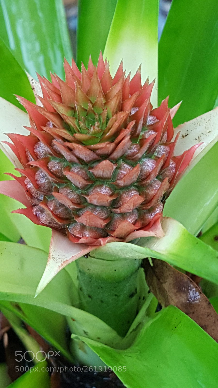 Samsung Galaxy Note5 sample photo. Untitled photography