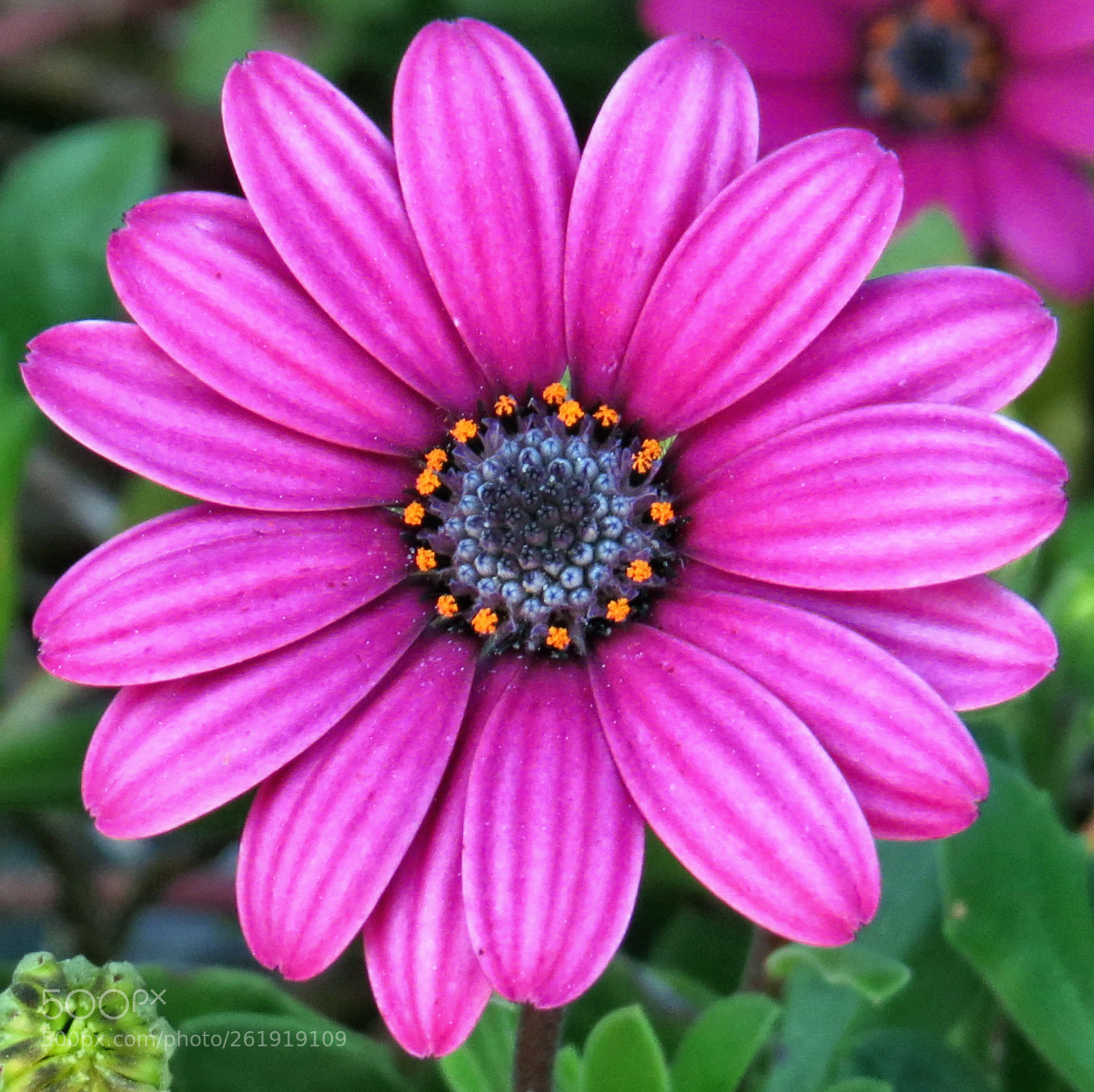 4.3 - 215.0 mm sample photo. A purple daisy in photography