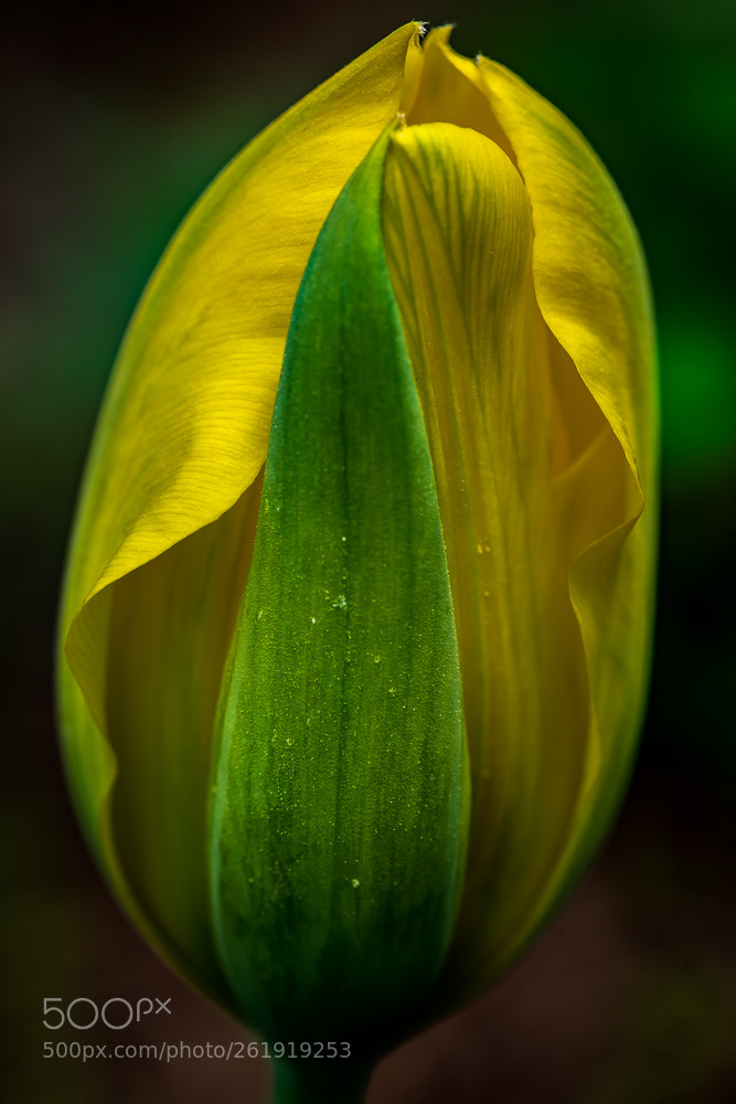 Sony a7R sample photo. Yellow tulip photography
