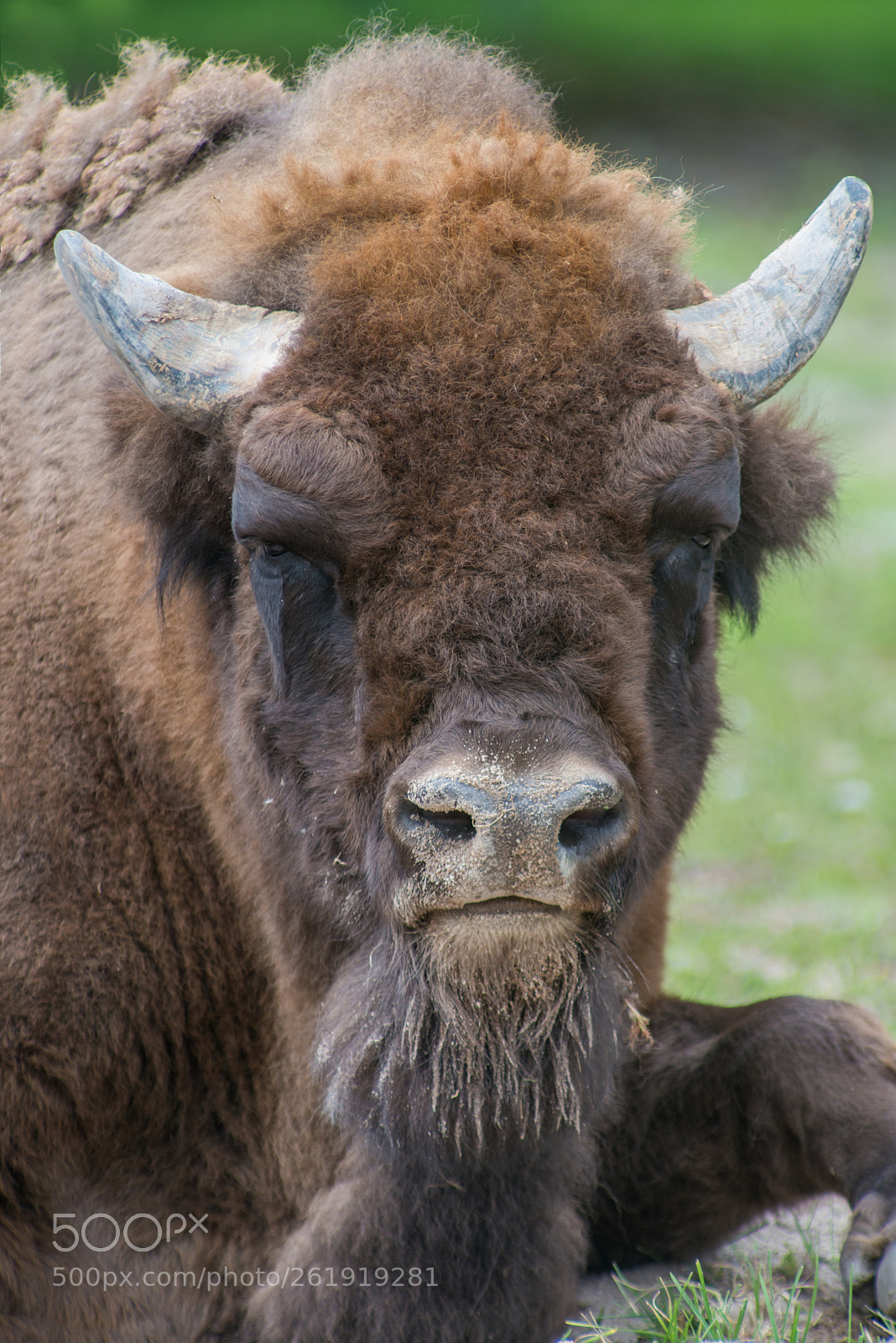 Nikon D800 sample photo. Brown bull photography