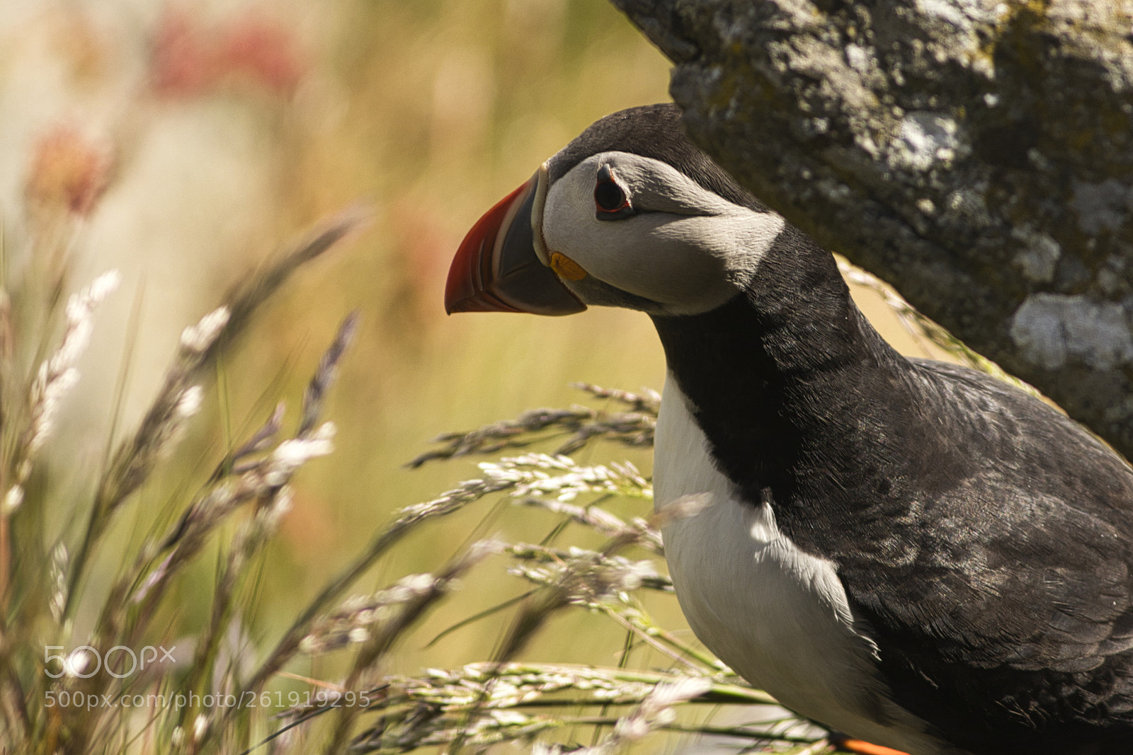 Canon EF 400mm F5.6L USM sample photo. Lundefugl / fratercula arctica / puffin photography