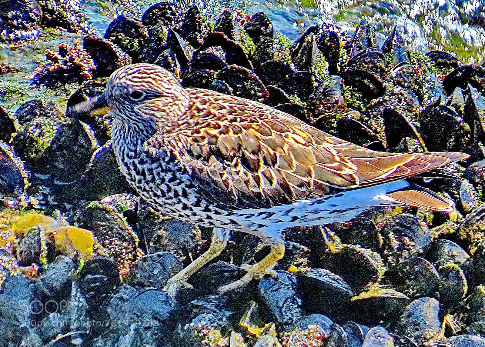 Canon PowerShot SX50 HS sample photo. Grey bird watching the photography