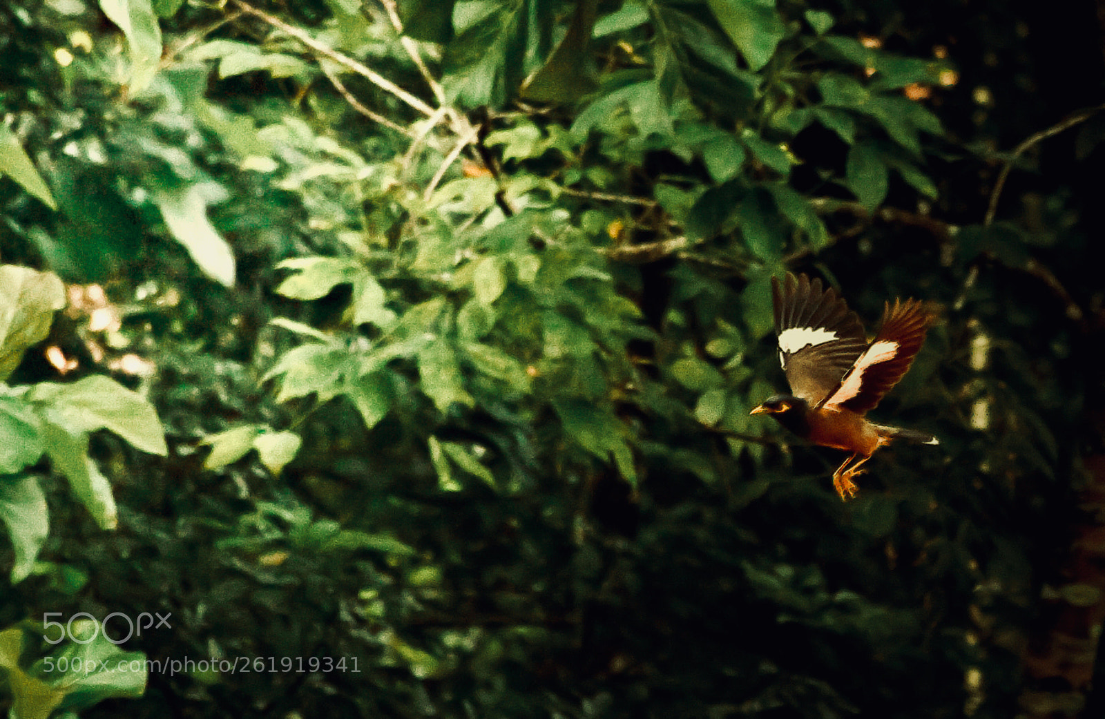 Canon EOS 5D Mark II sample photo. Myna photography
