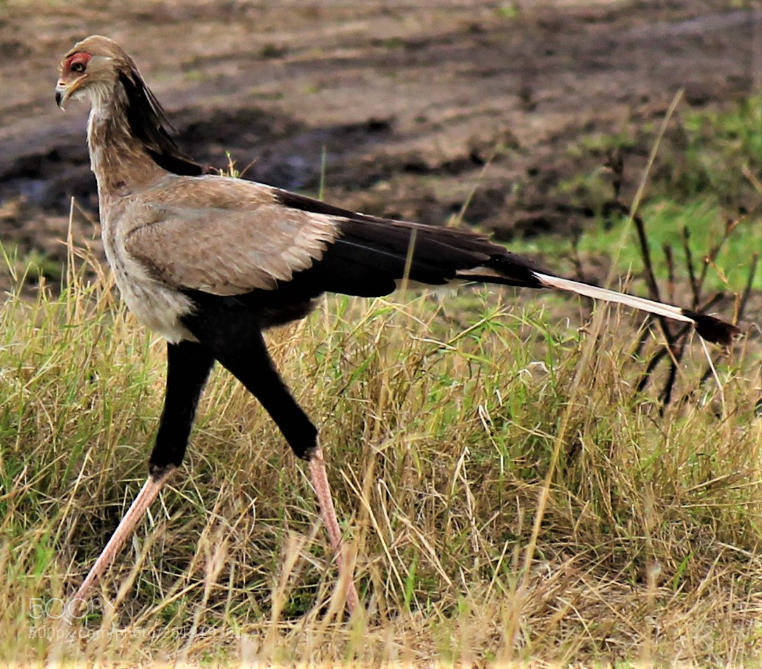 Canon EOS 1100D (EOS Rebel T3 / EOS Kiss X50) sample photo. Strutting in the grasslands photography