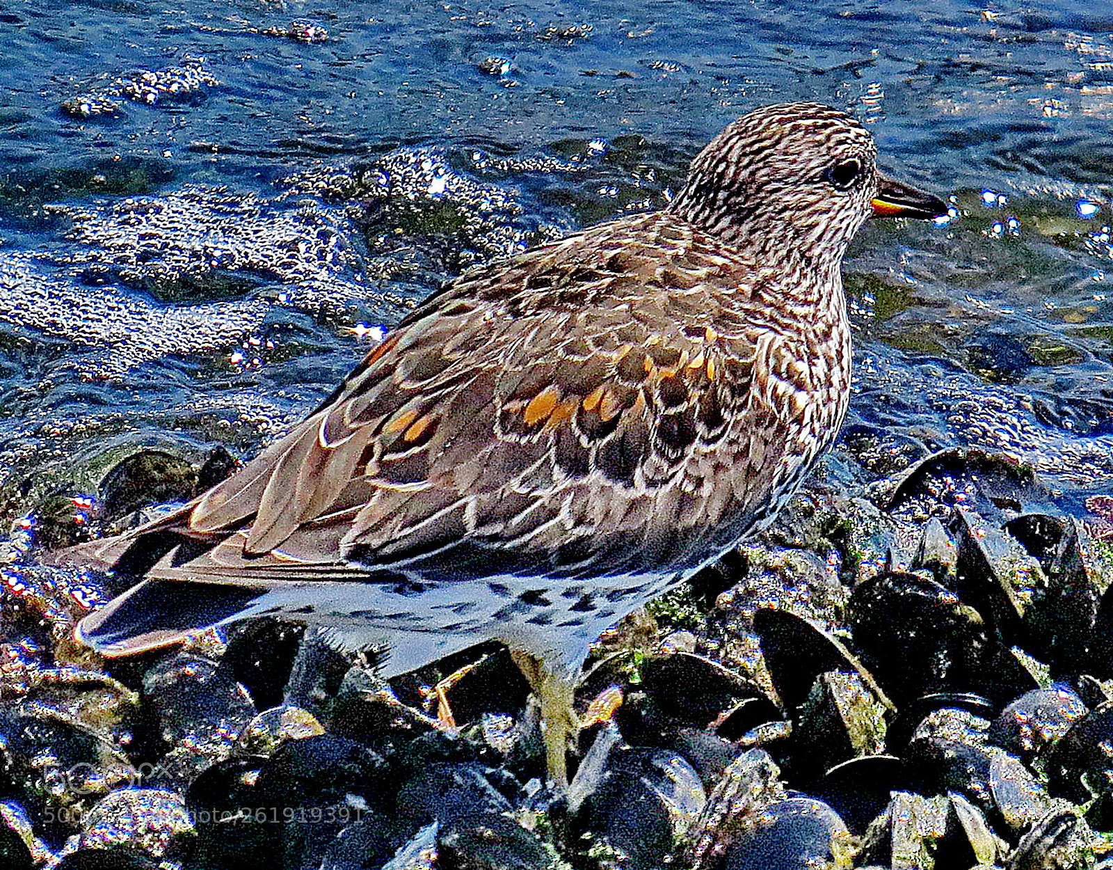 Canon PowerShot SX50 HS sample photo. A grey bird watching photography