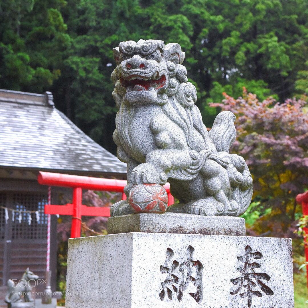 Nikon D810 sample photo. #147 photography