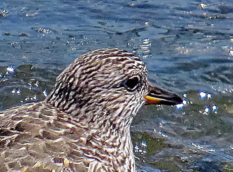 Canon PowerShot SX50 HS sample photo. Grey bird watching the photography