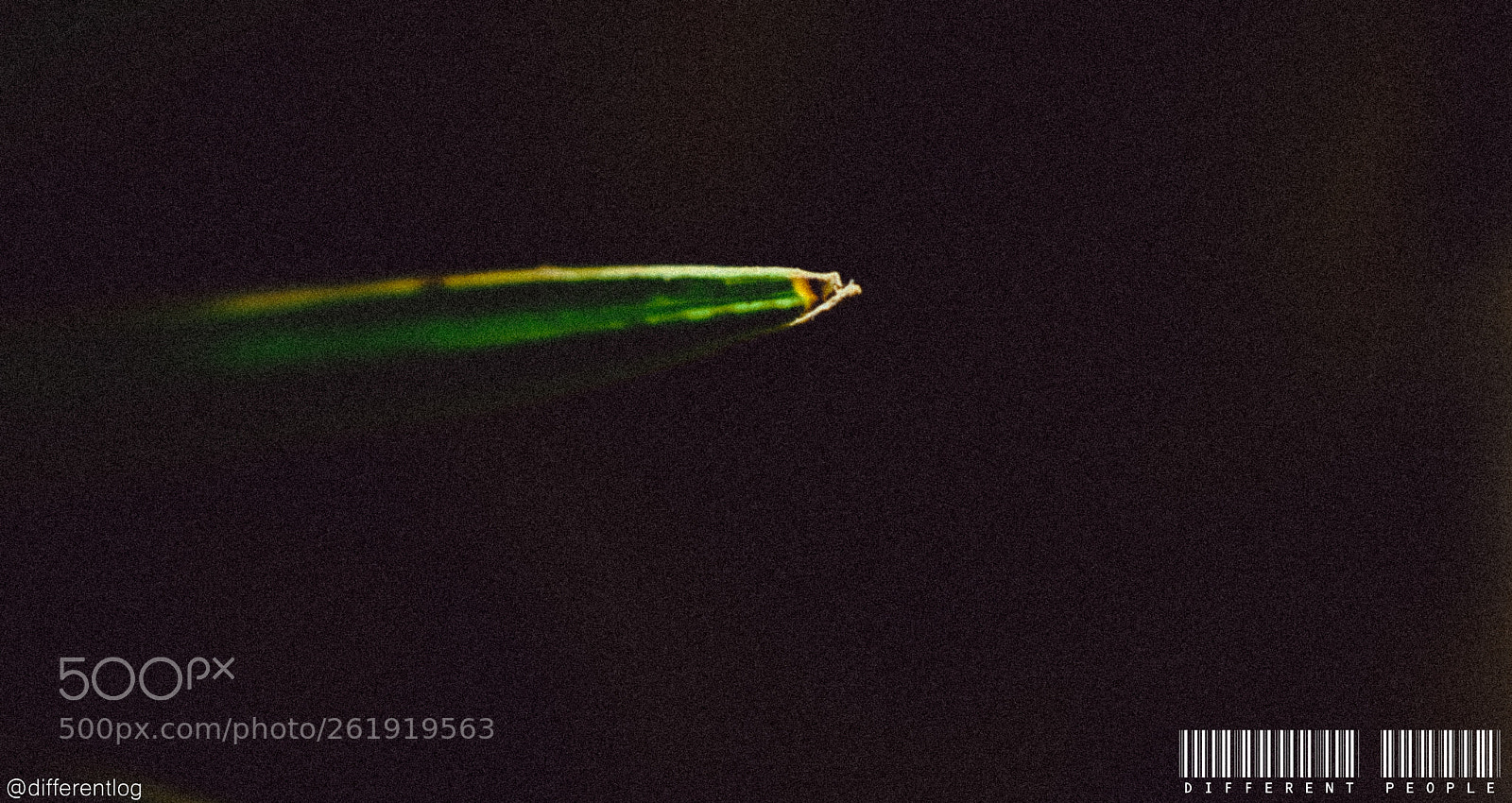 Nikon D3400 sample photo. Pointy!! photography