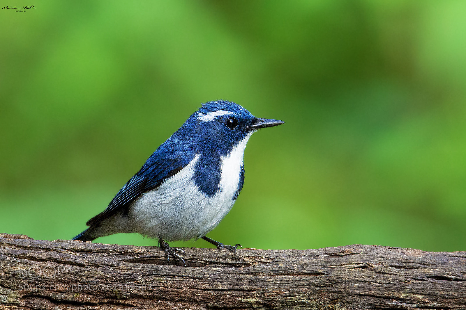 Nikon D7200 sample photo. Ultramarine flycatcher. photography