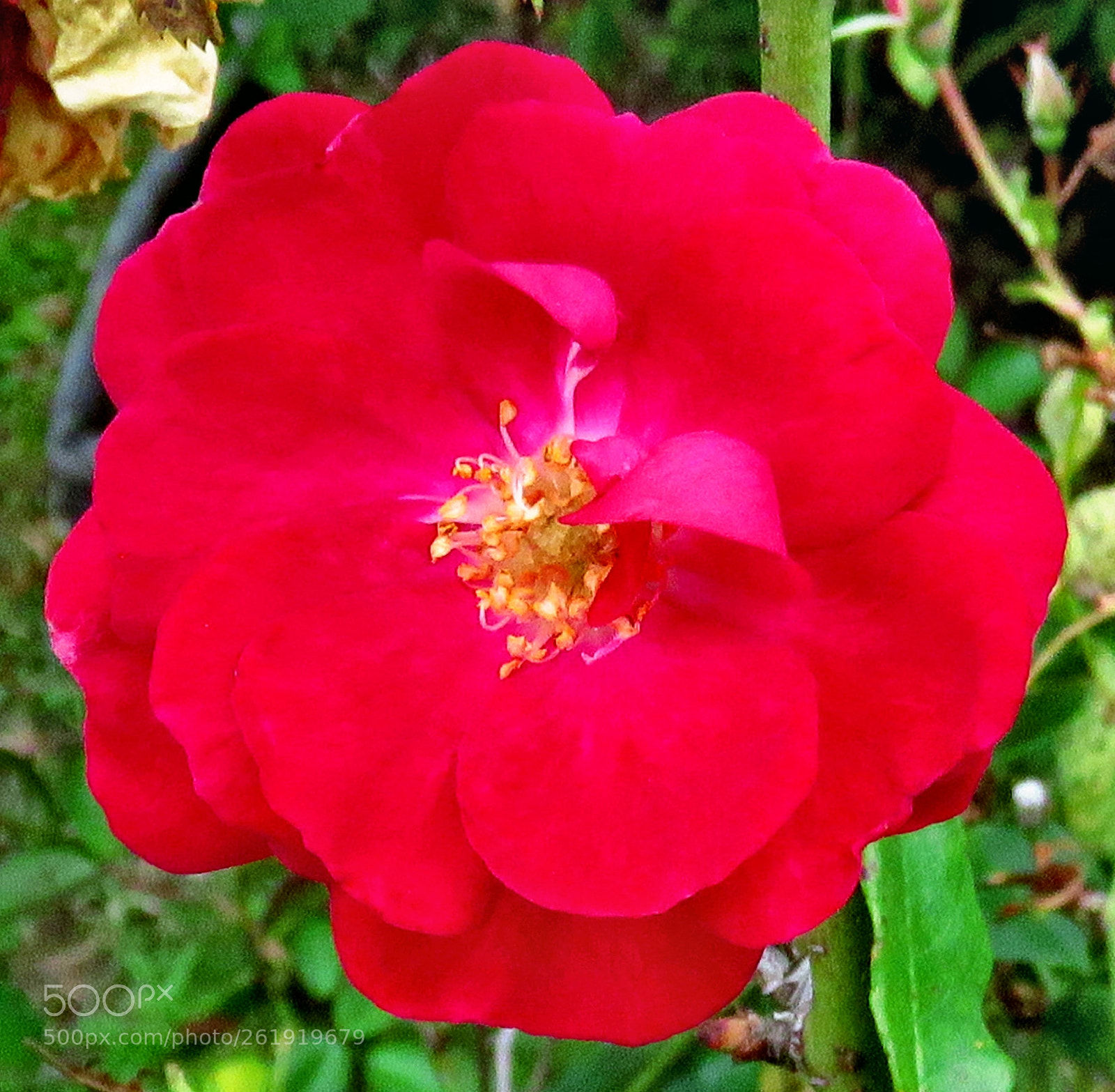 Canon PowerShot SX60 HS + 3.8 - 247.0 mm sample photo. A red flower in photography