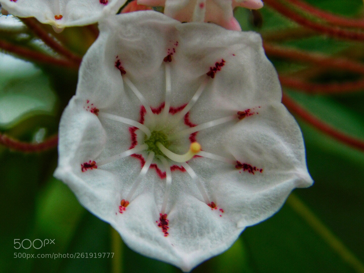 Nikon Coolpix B500 sample photo. Mountain laurel photography