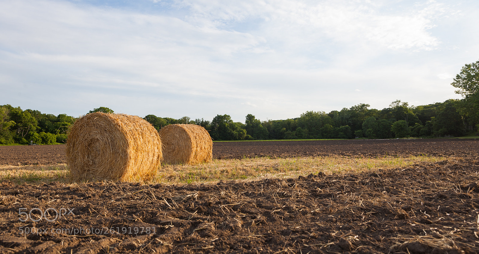 Canon EOS 5D Mark II sample photo. Stripped to the ground photography