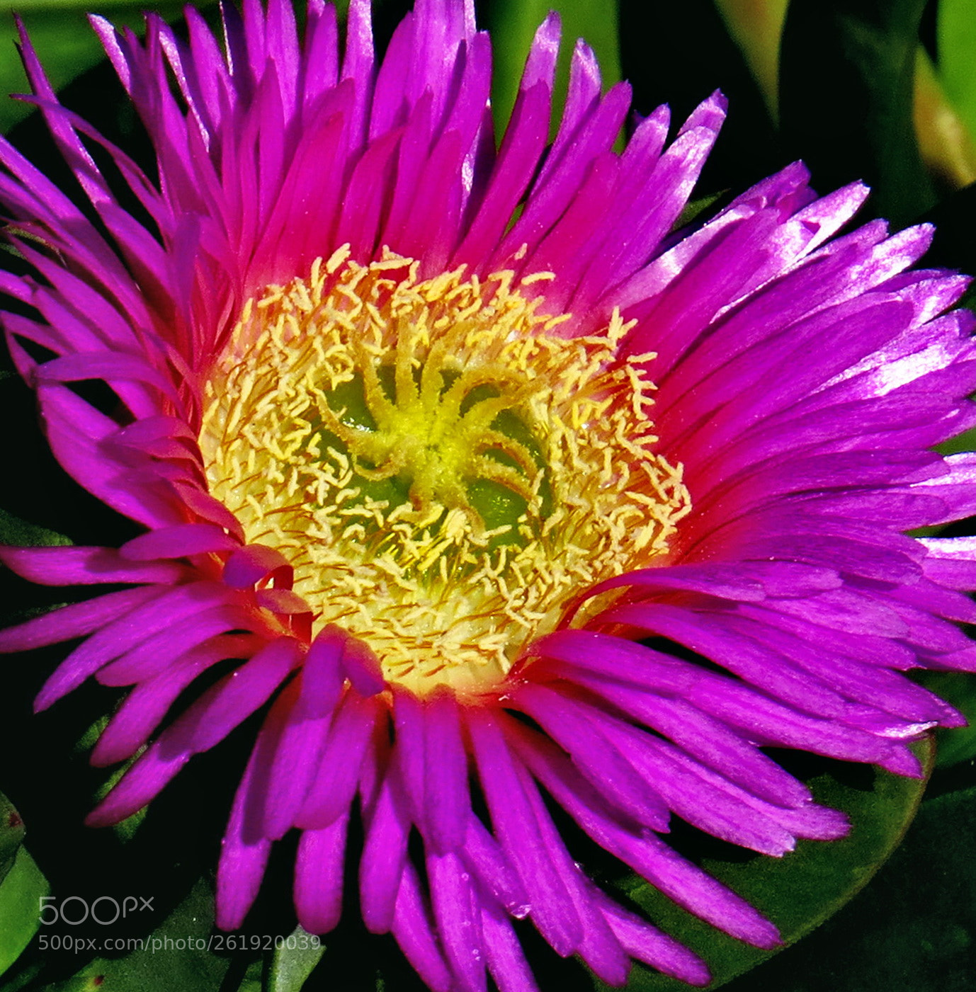 4.3 - 215.0 mm sample photo. A purple dandelion in photography