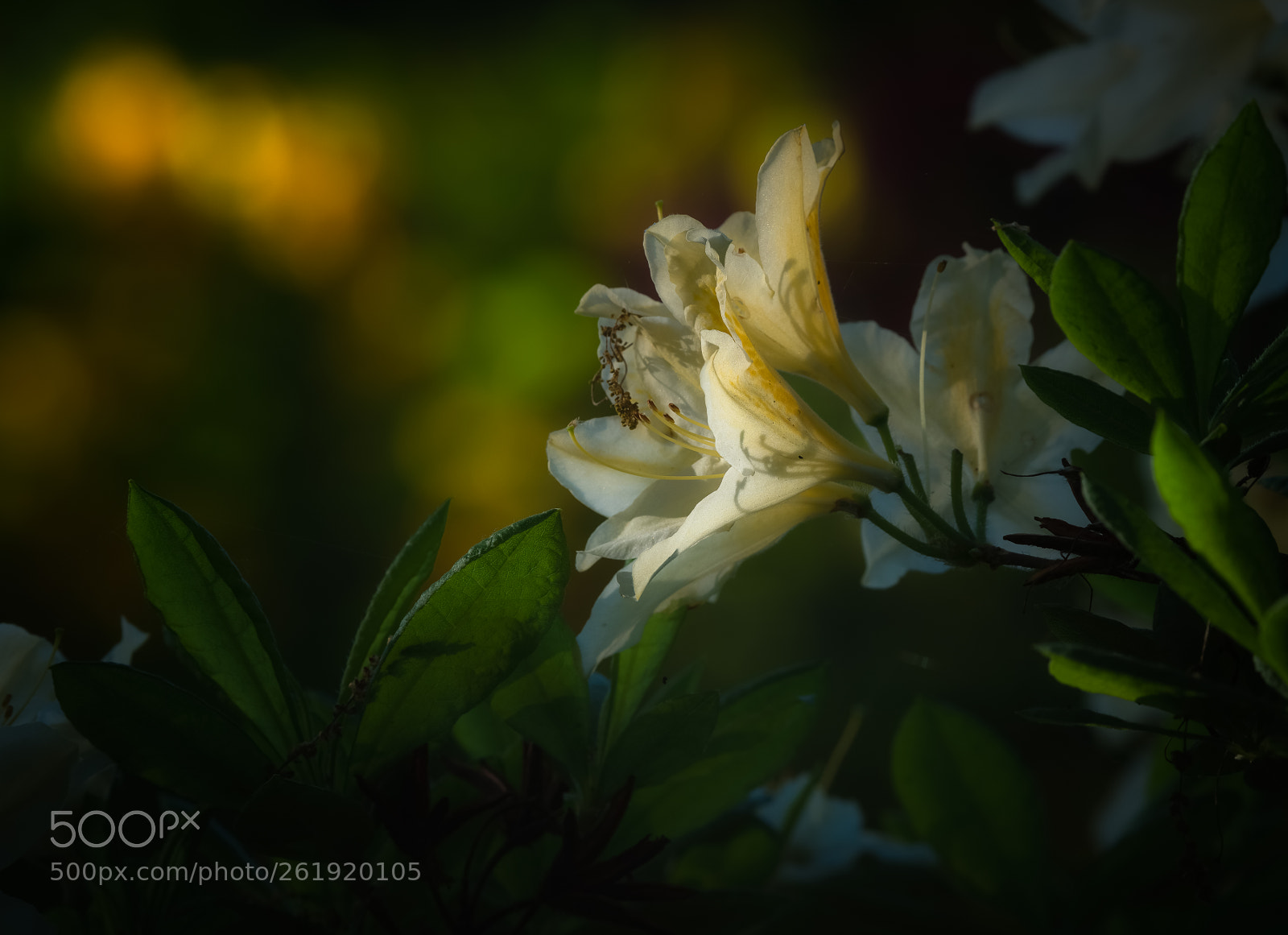 Nikon D850 sample photo. In anticipation of sun photography