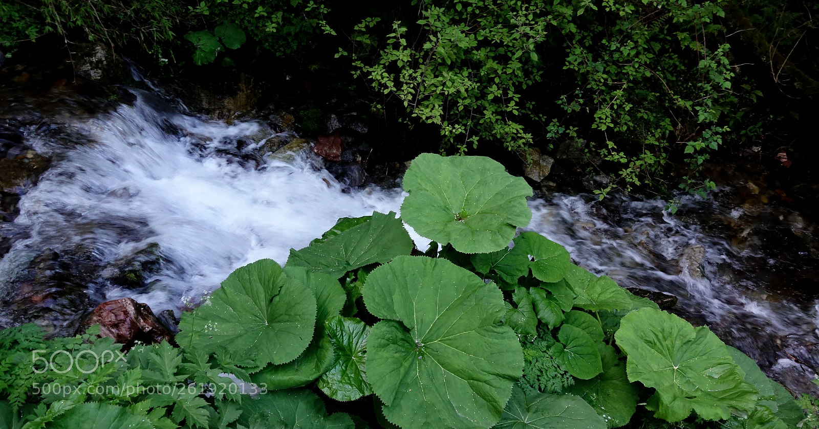 Sony DSC-RX100M5 sample photo. The leaves photography