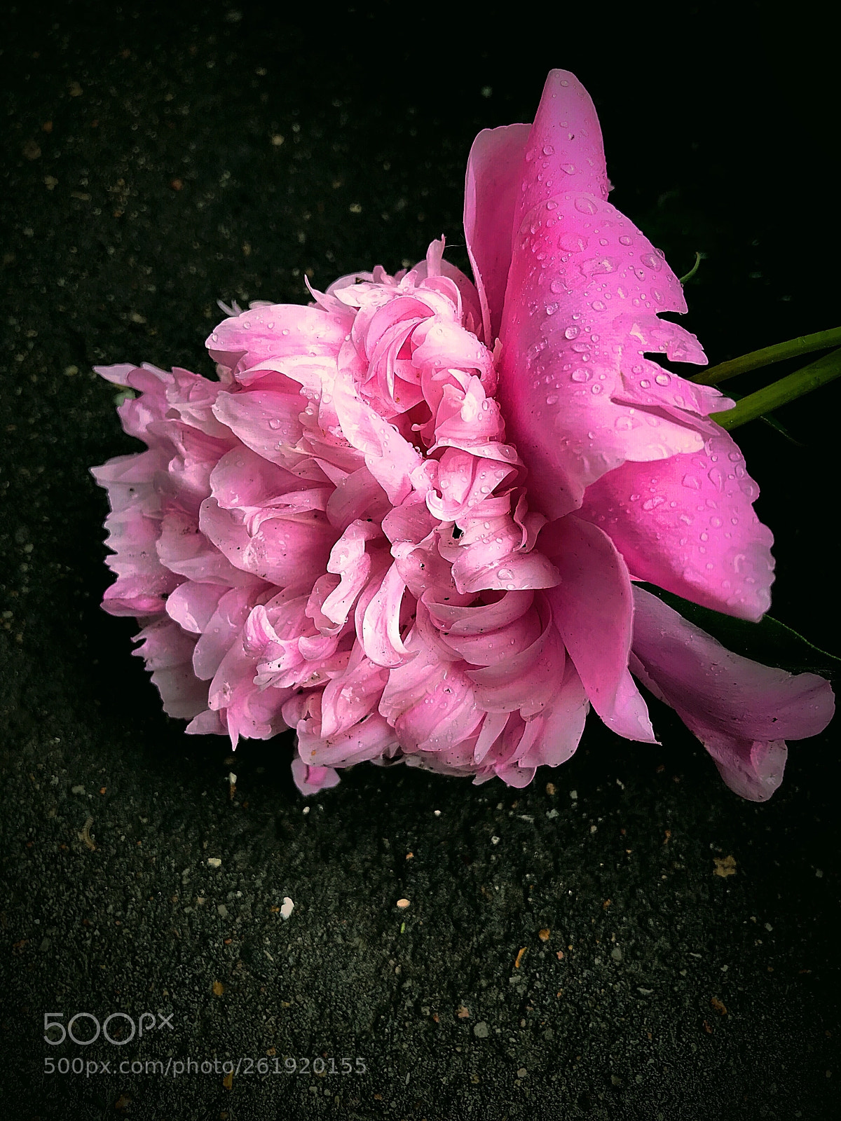 Apple iPhone 7 Plus sample photo. Peony in the rain photography