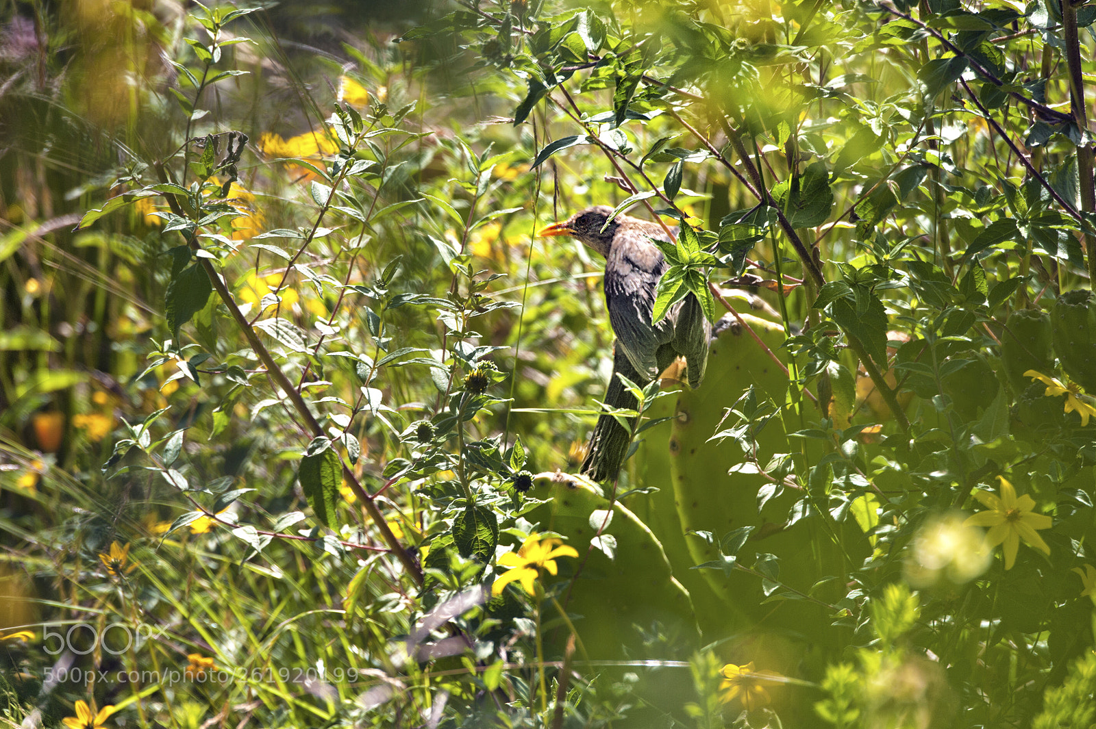 Nikon D700 sample photo. In the thicket photography