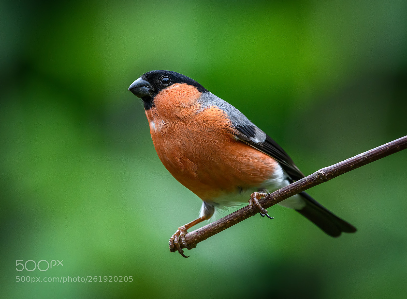 Nikon D850 sample photo. Dapper male bullfinch photography
