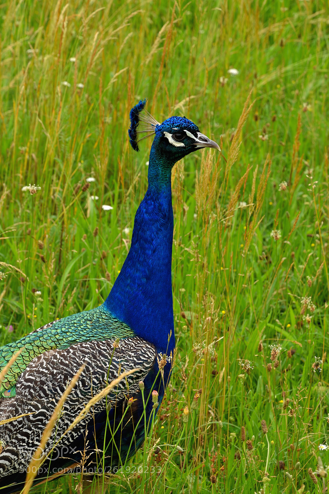 Nikon D5600 sample photo. Peacock photography