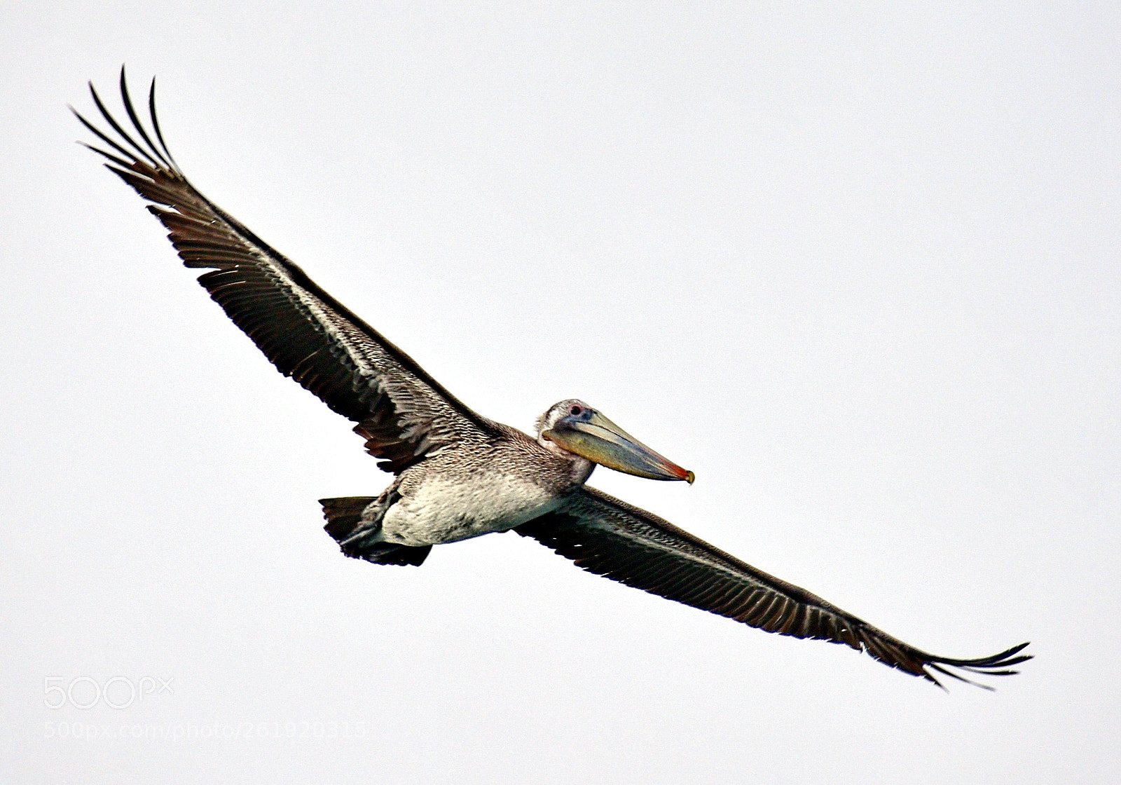 Nikon D7200 sample photo. Pelican flying across marina photography