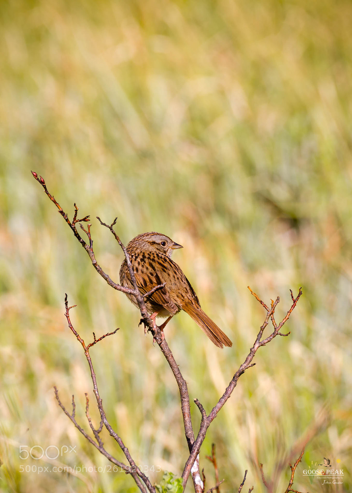 Sony a7R II sample photo. Bird in the meadow photography