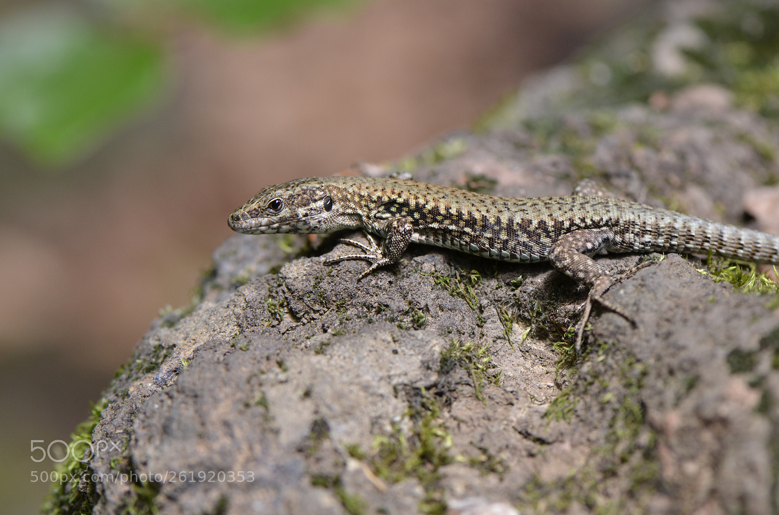 Nikon D7000 sample photo. Lizard in the sun photography