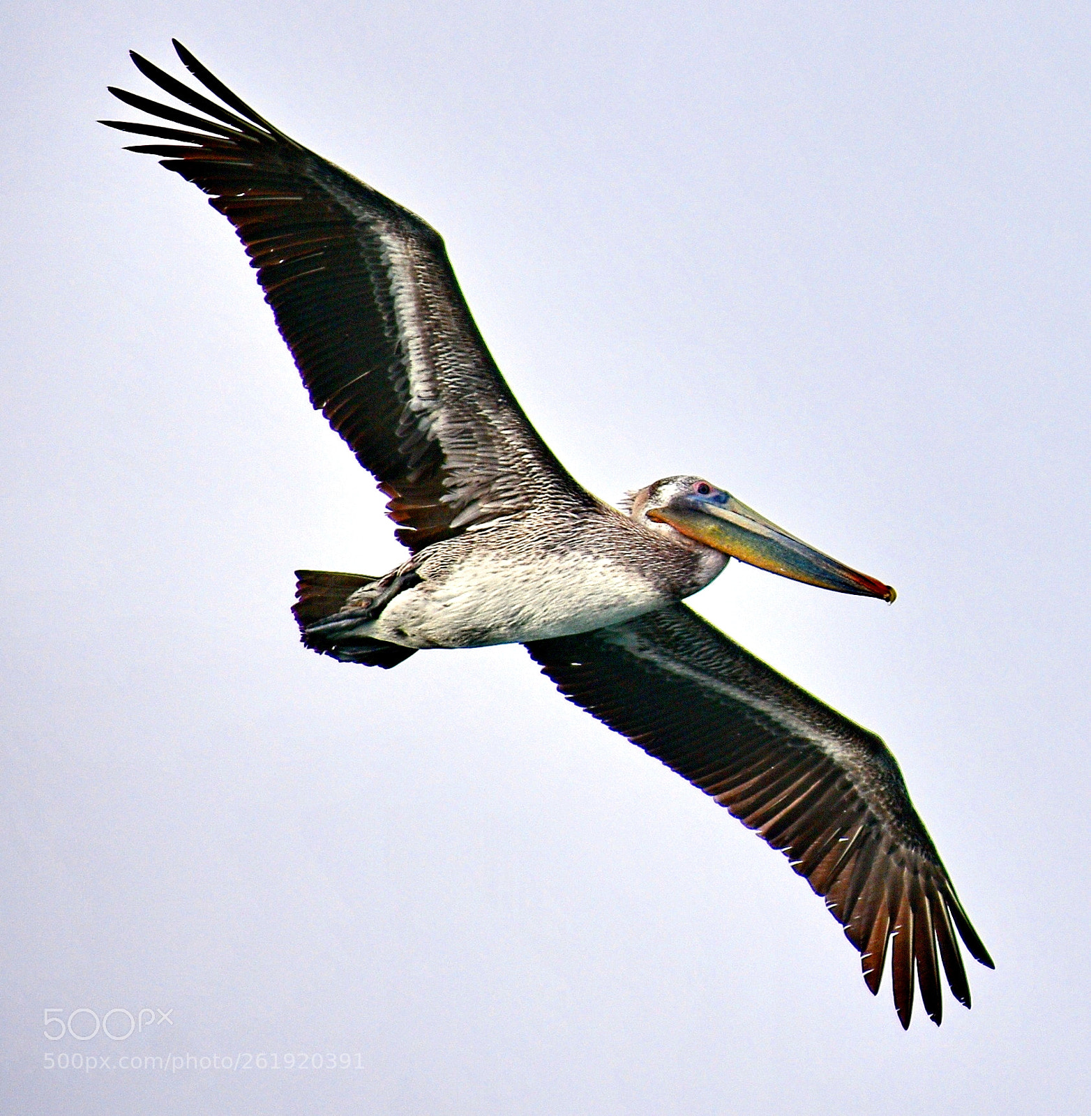 Nikon D7200 sample photo. Pelican flying across marina photography
